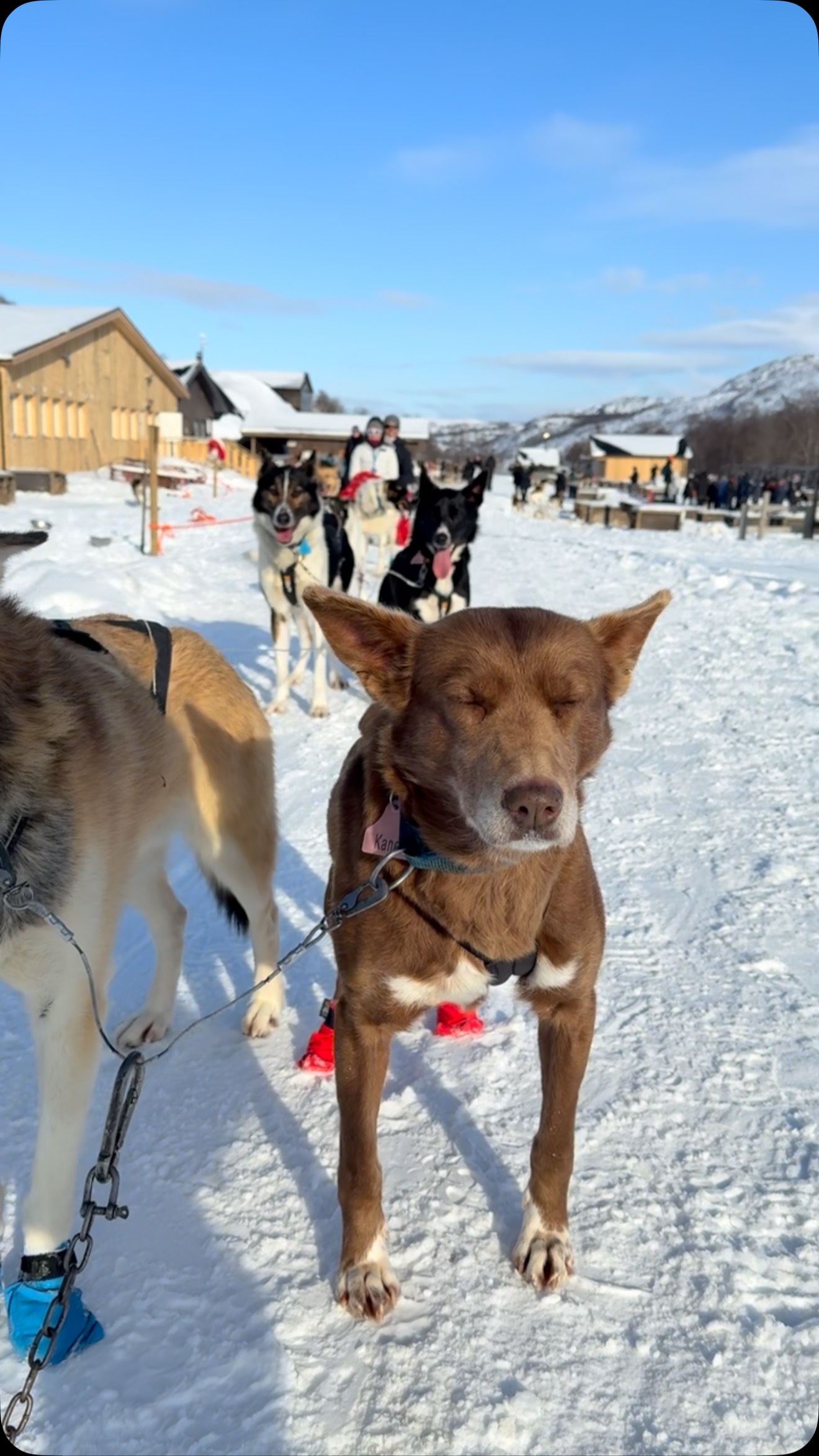 Dog sledding ❄️🐕 @snowhotelkirkenes