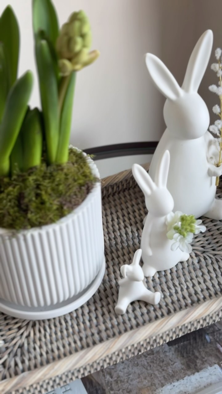 HELLO SPRING! 🌱
Spring styling made simple 🌿✨ Watch as we transform shop-bought hyacinths into a beautiful seasonal display using our White Ribbed Ceramic Pot with Plate, a touch of fresh moss, and the perfect finishing touches – our Small Rattan Tray and White Ceramic Bunnies. A fresh and elegant way to welcome the new season! 🌸🐰
Tap to shop and bring this effortless spring charm into your home! 🌿💛
#SpringDecor #SpringVibes #EasterDecor #SeasonalStyling #HomeInspo #InteriorStyling #HyacinthLove #RattanDecor #CeramicPot #FloralArrangement #HomeAccessories #EffortlessInteriors #BoxwoodHomeInteriors #StyleYourHome #TablescapeIdeas #freshspringdecor