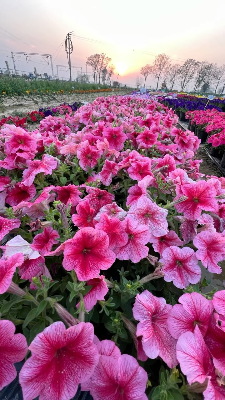Petunias in full bloom! 🌸✨ Watch as these vibrant beauties transform our garden and home with their stunning colors and charm. There’s nothing more rewarding than seeing your flowers flourish! 🌿💖
Want to add this beauty to your garden? Get your Petunia seeds today and start growing! 🌱✨
#PetuniaMagic #GardenBliss #BiocarveSeeds #GrowYourOwn #FlowerPower