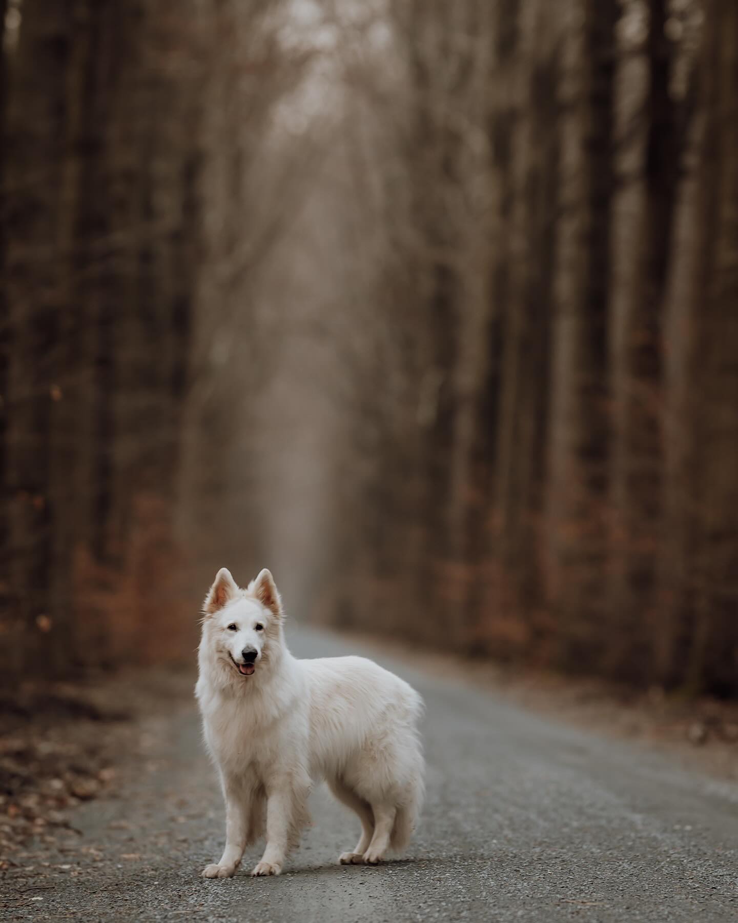 Mooie Diaz. Enkele weken geleden vroeg zijn baasje mij nog wat mooie foto’s te maken van haar dikke vriend. Enkele dagen na het maken van deze foto’s heeft ze sneller dan verwacht afscheid moeten nemen. Ergens zo dankbaar dat ik haar deze herinneringen nog kon bezorgen, net op tijd. Stel het maken van foto’s van jullie lieve vriendjes niet uit. Ze zijn zo waardevol ❤️ Slaapzacht lieve Diaz.