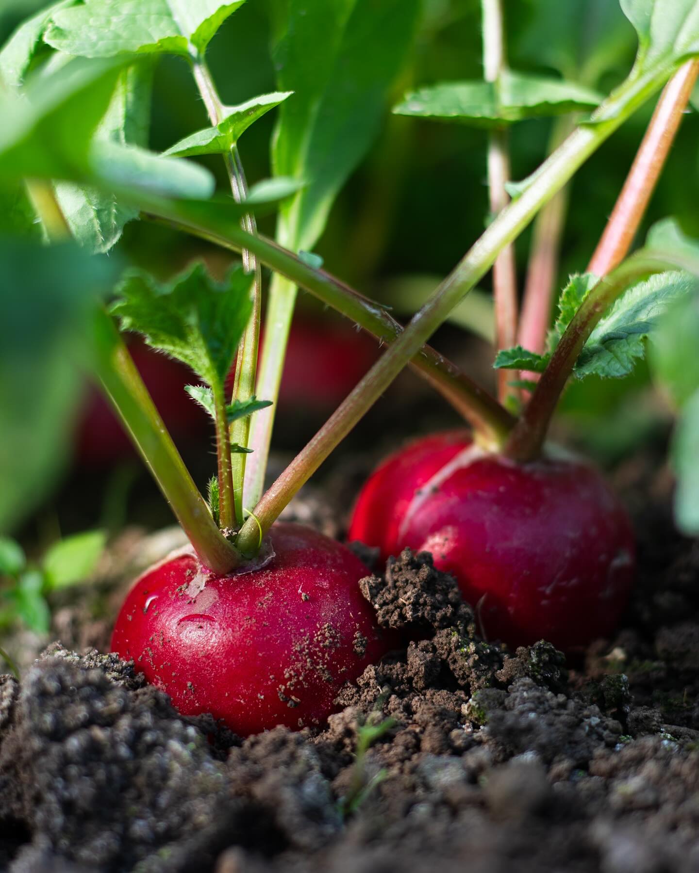 Lust auf frische, knackige Radieschen? Für mich gibt es ja zu dieser Jahreszeit kaum etwas besseres wie frisches Bauernbrot, Butter, würzige Kresse und knackige Radieschen. So einfach und so gut. Oder was meint ihr? #radieschen #butterbrot #kresse #frühling #radieschenliebe #kochen #backen #regional #frühlingsbote #wochenmarkt #hofladen #hofladenlang #wintersweiler #kandern #lörrach #karsau #schwörstadt #basel #wochenmarktlörrach #weilamrhein #wochenmarkt24dreiländereck