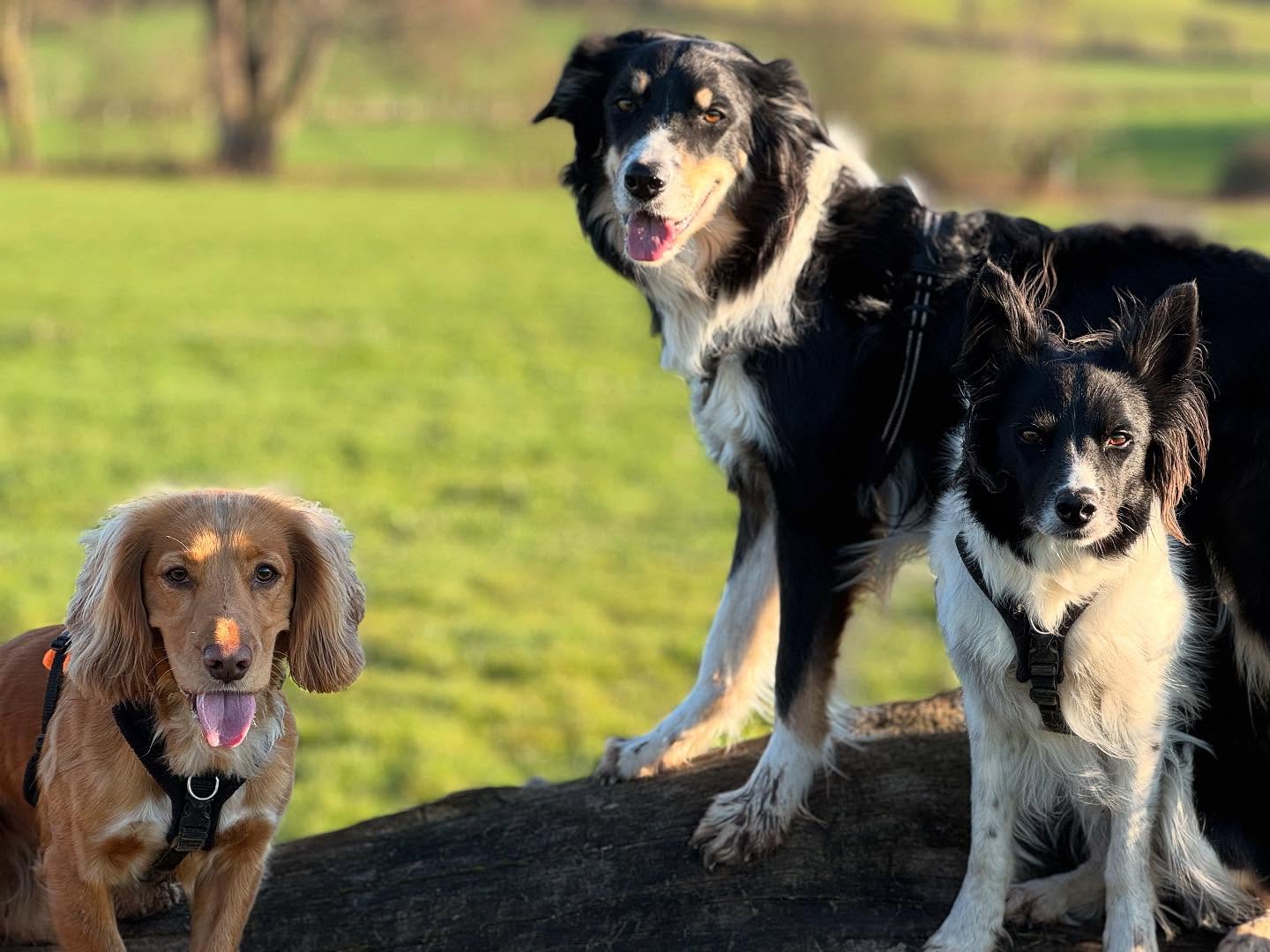 Can we just press pause please? I love this time of year with equal hours of daylight and darkness. And the temperature is just right - warm but not too hot or cold. I mean, who needs it to be light at 10 o’clock at night anyway?! 🤣 I’m usually asleep by then! 🤣#presspause #springforever #perfection