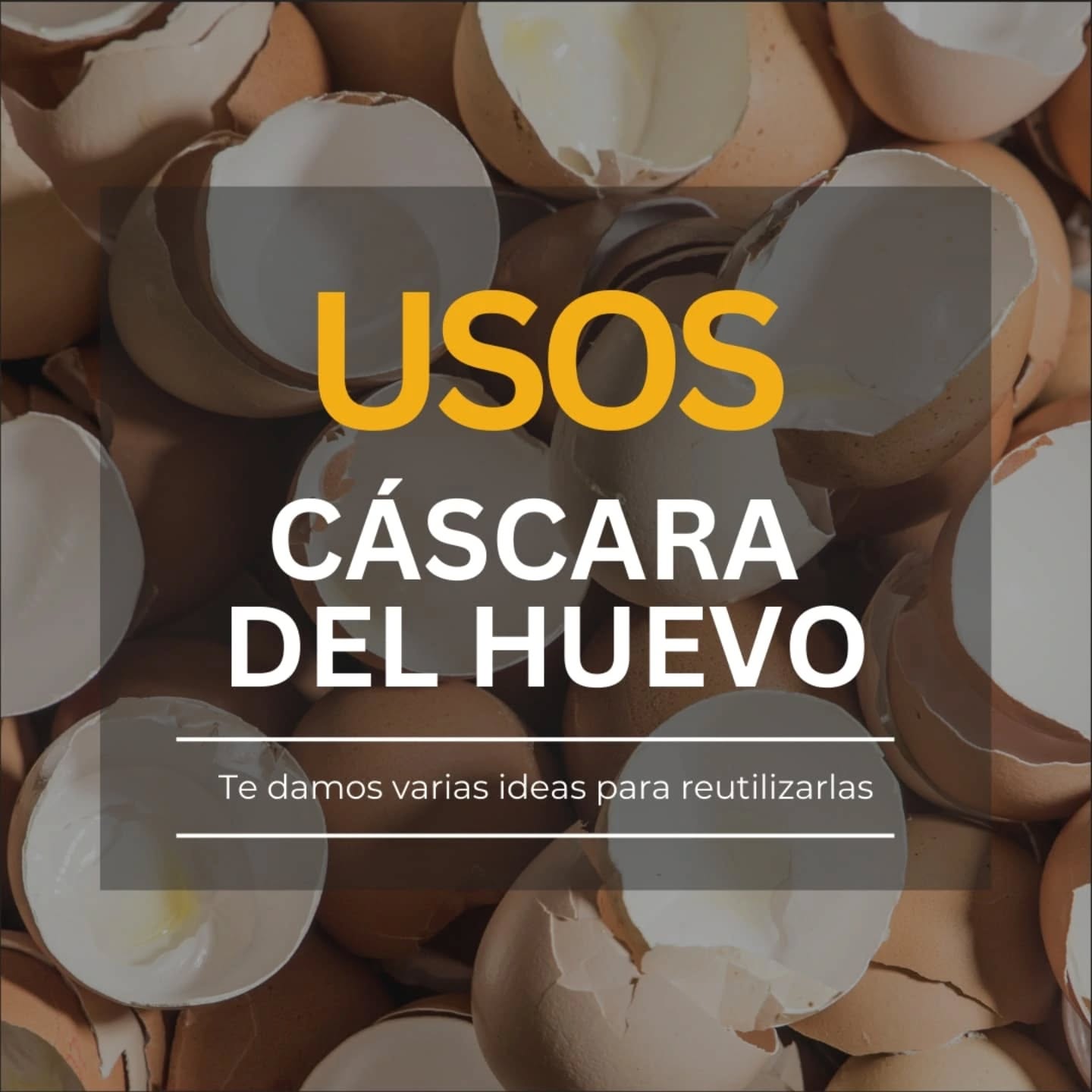 ¡No tires las cáscaras de huevo! Reutilízalas de manera creativa 🥚✨
¿Sabías que las cáscaras de huevo tienen muchos usos sorprendentes? Aquí te dejamos algunas ideas para darles una segunda vida:
🌱 Fertilizante natural: Las cascaras de huevo tienen una gran cantidad de calcio. Tritura las cáscaras y agrégalas a la tierra de tus plantas o huerto para aportarles un extra de calcio.
🧼 Limpieza ecológica: Úsalas como un abrasivo suave para limpiar ollas y sartenes sin dañarlas.
✖️Afilar cuchillas: Mezcla cáscaras con agua y añádelas a la batidora o trituradora. Las cuchillas se irán afilando al triturarlas.
🐌 Machaca las cáscaras y échalas en la tierra de tus plantas o en el huerto. Las babosas y caracoles evitaran pasar por encima de las cáscaras afiladas.
¡Reutiliza y cuida el planeta! 🌍♻️
#EcoTips #Reutiliza #CáscarasDeHuevo #VidaSostenible #reutilizar