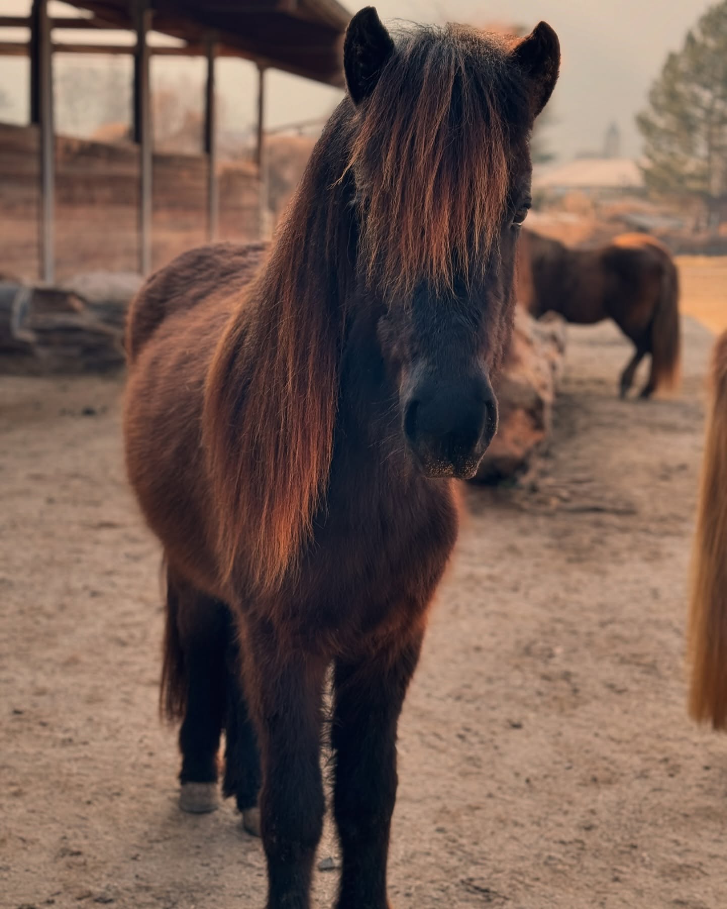 ✨ Nachzucht-Highlight: Iris vom Schlössl (2023) ✨
Unsere Nachwuchsstute Iris vom Schlössl, geboren 2023, zeigt sich schon jetzt als äußerst vielversprechend! Sie stammt aus meiner ehemaligen Turnierstute Ima von Oed und ist eine Tochter meines Jung-Hengstes Atlas fra Bøgegarden.
Iris besticht durch ihre leichten, weit ausgreifenden Bewegungen und fällt mit ihrer langen, vollen Mähne sofort ins Auge. Schon als Fohlen war ihr Ausdruck und ihr harmonisches Gebäude beeindruckend – jetzt zeigt sie immer mehr ihr enormes Potenzial.
Ein spannendes Nachwuchspferd mit besten Voraussetzungen für die Zukunft!
#IrisVomSchlössl #Islandpferd #Nachzucht #Jungstute #isländerliebe #isländerpower #isländermähne #gangpferde #fünfgänger #islandpferdezucht #töltpower #fohlen2023 #horseoftheday #equinephotography #horsesofig #isländischespferd #züchterstolz
✨ Giovane promessa: Iris vom Schlössl (2023) ✨
La nostra giovane puledra Iris vom Schlössl, nata nel 2023, sta già dimostrando di essere un cavallo davvero promettente! È figlia della mia ex cavalla da competizione Ima von Oed e del mio giovane stallone Atlas fra Bøgegarden.
Iris si distingue per i suoi movimenti ampi e leggeri e colpisce per la sua criniera lunga e folta. Fin da puledra ha mostrato un’espressione forte e una struttura armoniosa – ora sta rivelando sempre di più il suo grande potenziale.
Una giovane cavalla con tutte le carte in regola per un futuro di successo!
#IrisVomSchlössl #CavalloIslandese #Puledra2023 #CrinieraLunga #PuraPotenza #CavalloTölt #CavalliPassione #AllevamentoCavalli #CavalliDelNord #Icelandichorse #Equitazione #AmorePerICavalli #AllevamentoIslandese