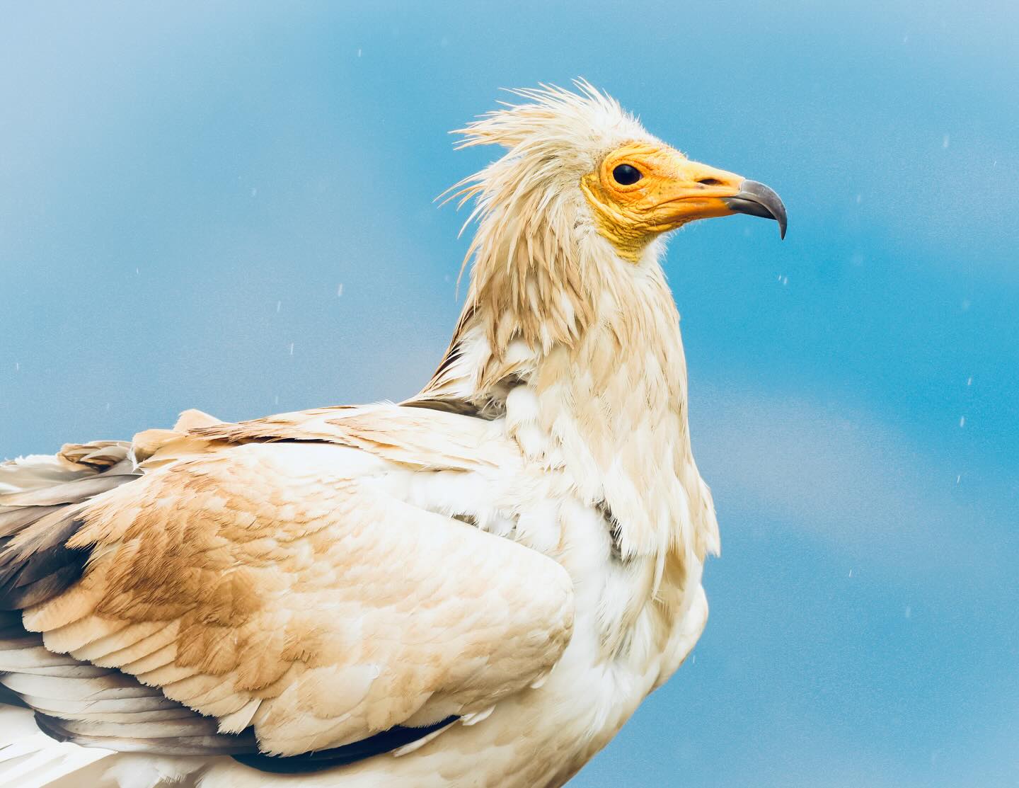 Meet the incredible Egyptian Vulture, from my current Raptors of the Pyrenees photo tour! These are one of the few birds that use tools - often using stones to crack eggs. Its scientific name Neophron refers to a shady character in Greek myth who was transformed into a vulture as punishment for his wicked ways. Now his namesake soars over the Pyrenean peaks, a symbol of endurance. The Pyrenees are a stronghold for this striking vulture, with 1400+ pairs in Spain, but only a few in this area, so we were very lucky to see them so close.
#egyptianvulture #lleida #pyrenees #rotptour #paulalistaircollins #birdphotography #photohides #naturesbest #naturelovers #brilliantbirds #neophron #spainbirds #vultures #vultureawareness #raptorlovers #wanderlust #explore