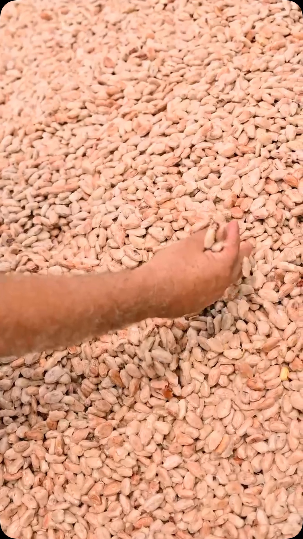 Each day in cacao production is defined by the steady rhythm of skilled hands β from the harvest to the careful post-harvest work of fermenting and drying, crafting the unique essence within every bean. π±β
π«πͺπ»
#haciendapalosanto #ecuadoriancacao #cacaonibs #cacaomass #singlestatecacao #haciendasofia