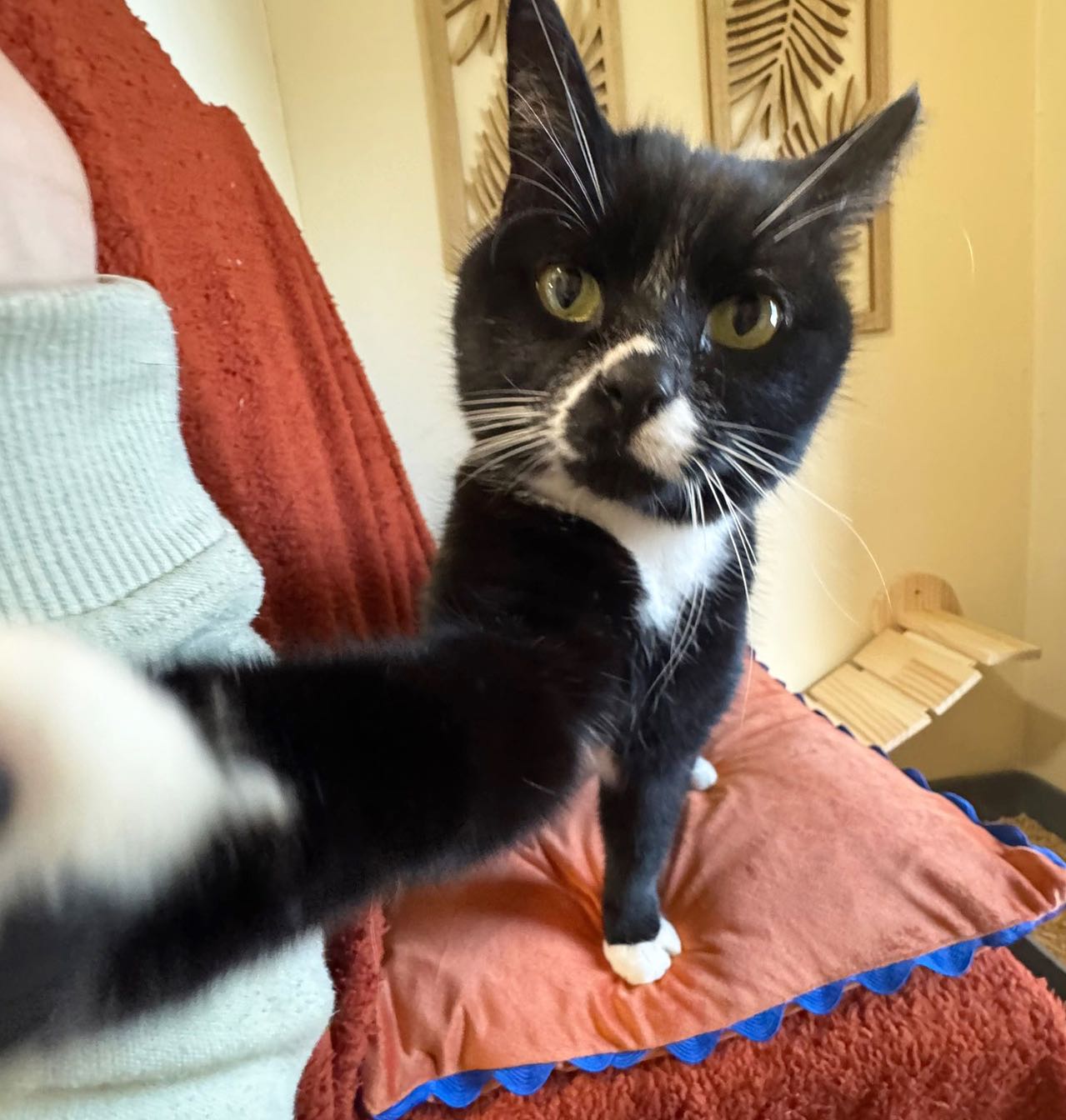 Some of our recent kitty guests 😻
Book your cats next holiday in our new cat hotel! 🐾
#cathotel #catboarding #cattery #catterycat #catlover #catsonholiday #catshavingfun #funnycatpics #catshelves #catbeds #catssleeping #cutecats #tabbycats