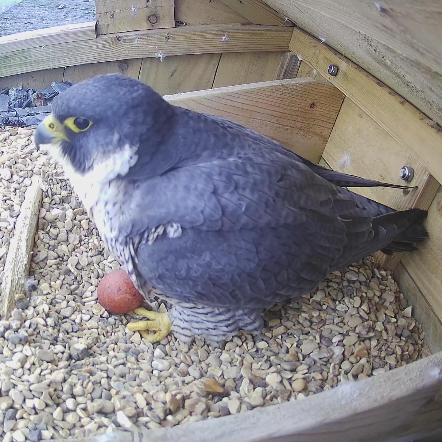 First egg laid at Lister Mills, Bradford! Check the live camera on our website for what happens next!
#peregrine #falcon