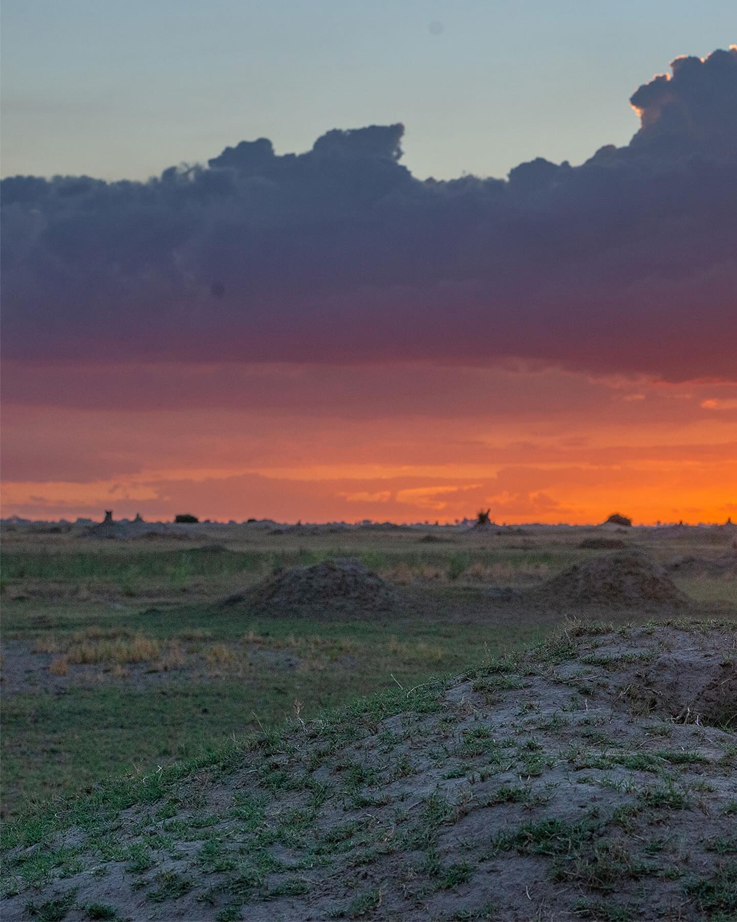 Using a 35 mm camera to generate high resolution panoramas is such a rewarding wildlife photography experience. This young male lion at Duba Plains, Botswana Okavango Panhandje, looks out on an uncertain future. Livestock farmers just to the north, lots of big, established territorial male lions in all other directions.
Often young lions choose the “safer” option moving away from areas with lots of lions to areas with few lions. Sadly this is often a bad choice. Lions are adapted to live amongst lions, less so amongst people and cows.
Fortunately here @clawsconservancy works tirelessly with communities fostering co-existence. It’s critical in edge areas surrounding protected areas. But in my experience less than 10% of park boundary areas have any programs in place to mitigate inevitable conflict situations. NGOs and committed individuals do most of this work, governments seldom do. There needs to be a substantial shift in this approach.
#lions #lion #bigcats #africageo #clawsconservancy #africansafari #greatplains
