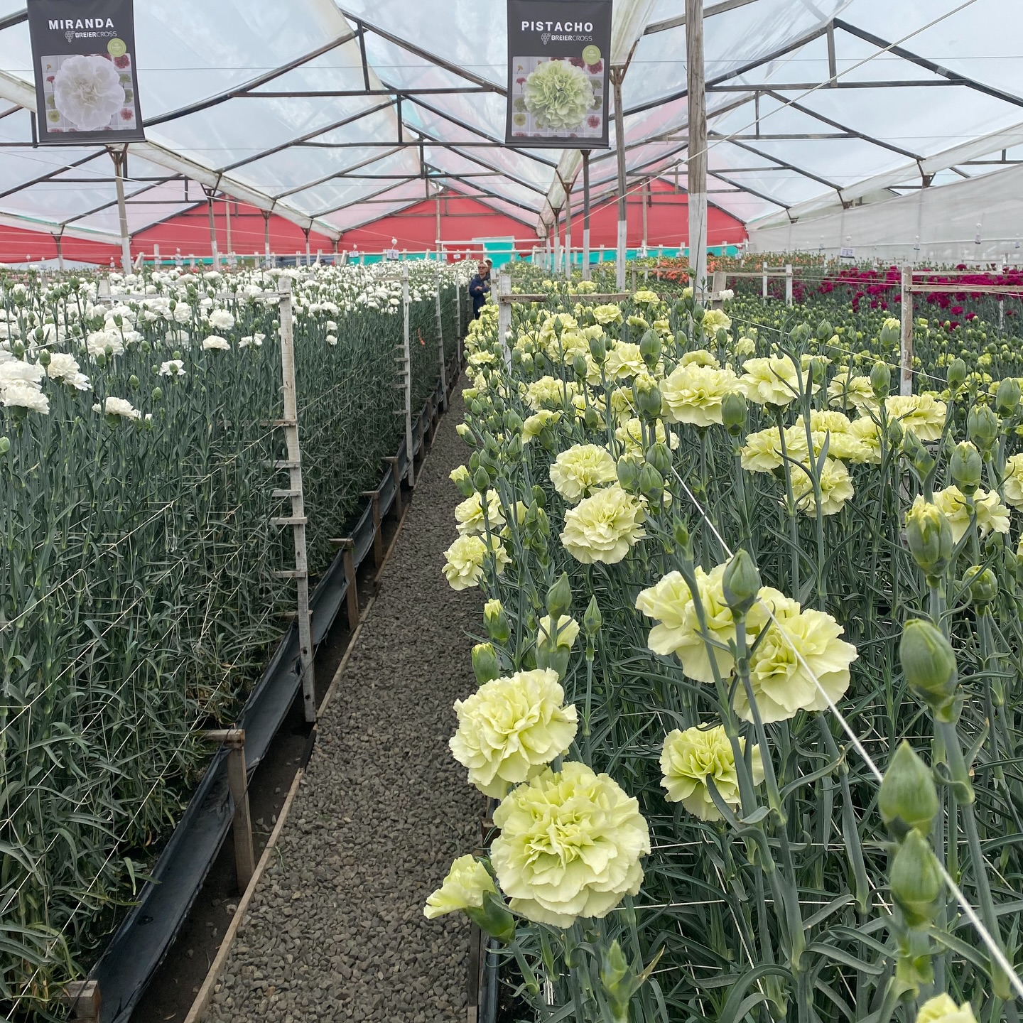 Dianthus week in Colombia