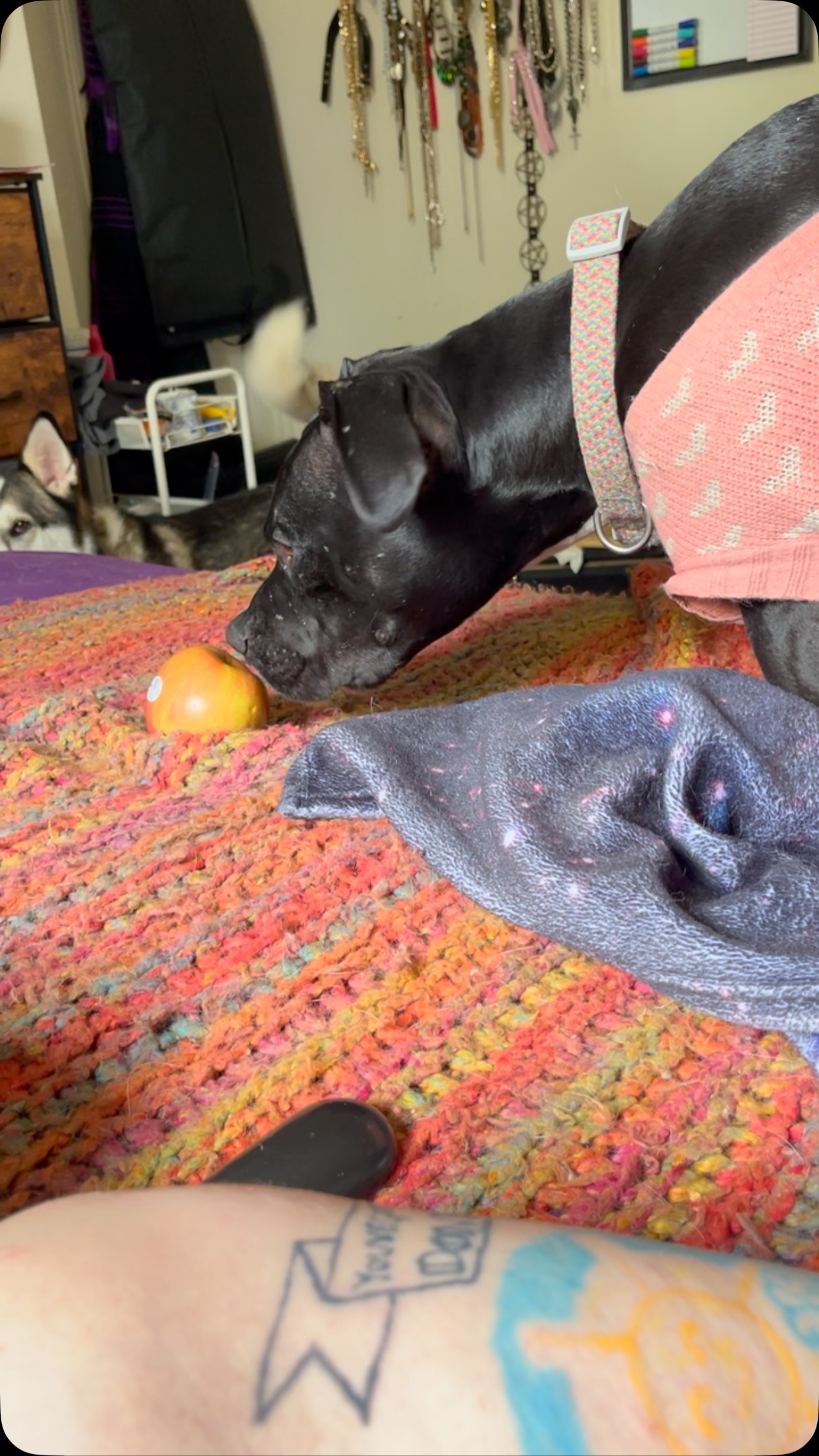 They all want the apple- the best toy