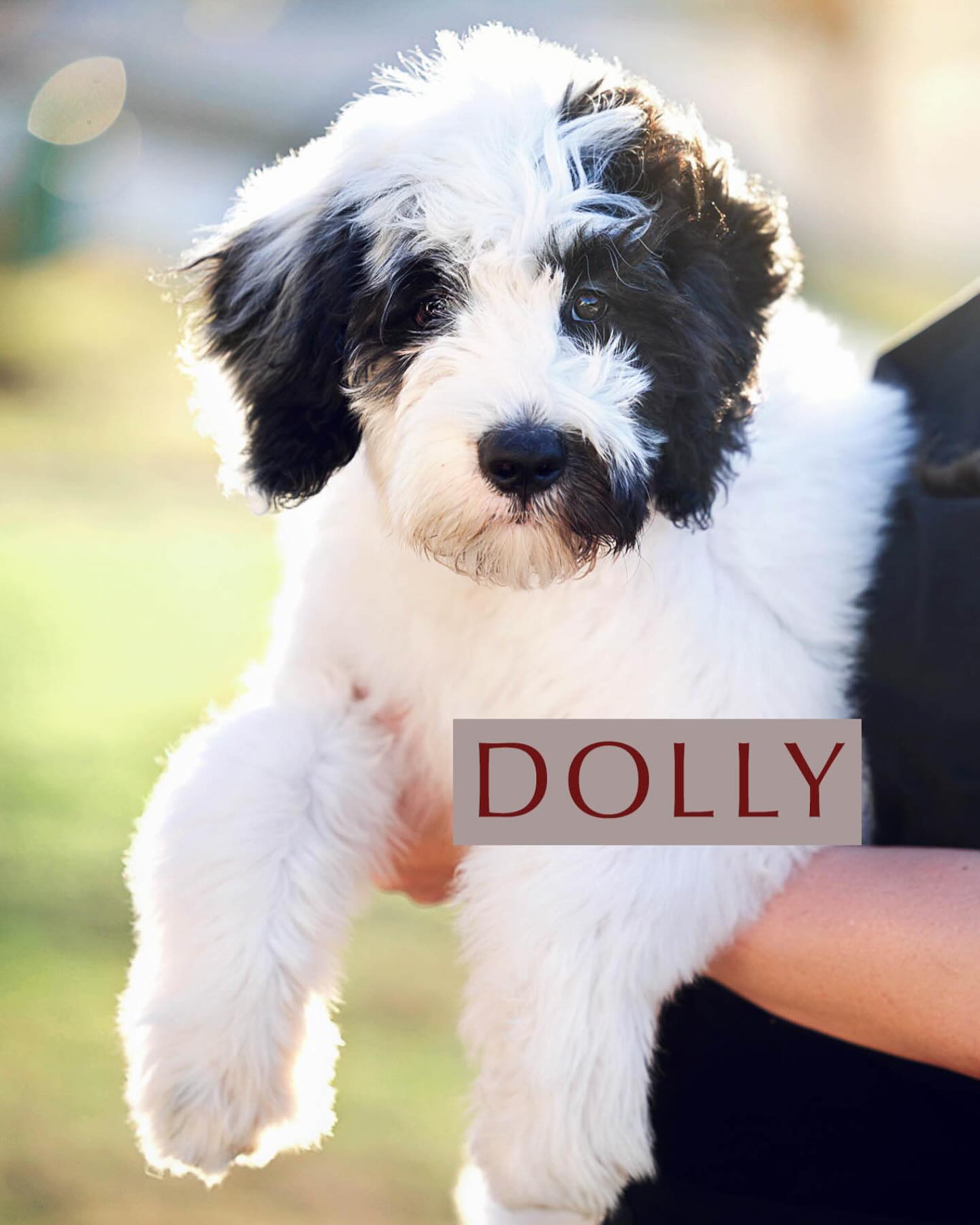 UPDATE- Dolly found her forever home shortly after posting. We had several inquiries. It was meant to be....her new family originally wanted to get a puppy from this litter but we had too many people on the waitlist so they chose to wait. They had seen pics of Dolly and LOVED her so when she became available, they were the first ones to reach out. It always works out the way it is supposed to. Thank you to everyone who showed interest. We have litters coming up this summer and in the fall. Please visit our website for more info. (link at the bottom of this post)
🖤🤍🤎🖤🤍🤎🖤🤍🖤🤍🤎🖤🤍🤎
This sweet girl is looking for her forever home! She had had 4 weeks of training and is crushing it. She is fully crate trained and mastering potty training beautifully. She also knows how to "settle" when you settle and many other commands. Dolly is a 13 week old Sheepadoodle and she is simply AMAZING! Even our trainers say she is one of the best puppies they've trained. That says so much about how incredible she is. 💞
Why You’ll Love Dolly:
🐾 Full of love, snuggles, and playful energy
🐾 Super smart—fully crate trained & rocking potty training!
🐾 Knows how to settle and listen like a champ
🐾 Great with kids and other dogs—she’s the ultimate best friend!
🐾 Always ready for an adventure or happy to just hang out with you
Dolly is the kind of pup who will follow you around, keep you laughing, and be your most loyal sidekick. If you’re ready for nonstop love and puppy kisses, she’s your girl! 💕
If you are interested, please fill out our puppy application on our website! #TexasHowdyDoodles #sheepadoodles