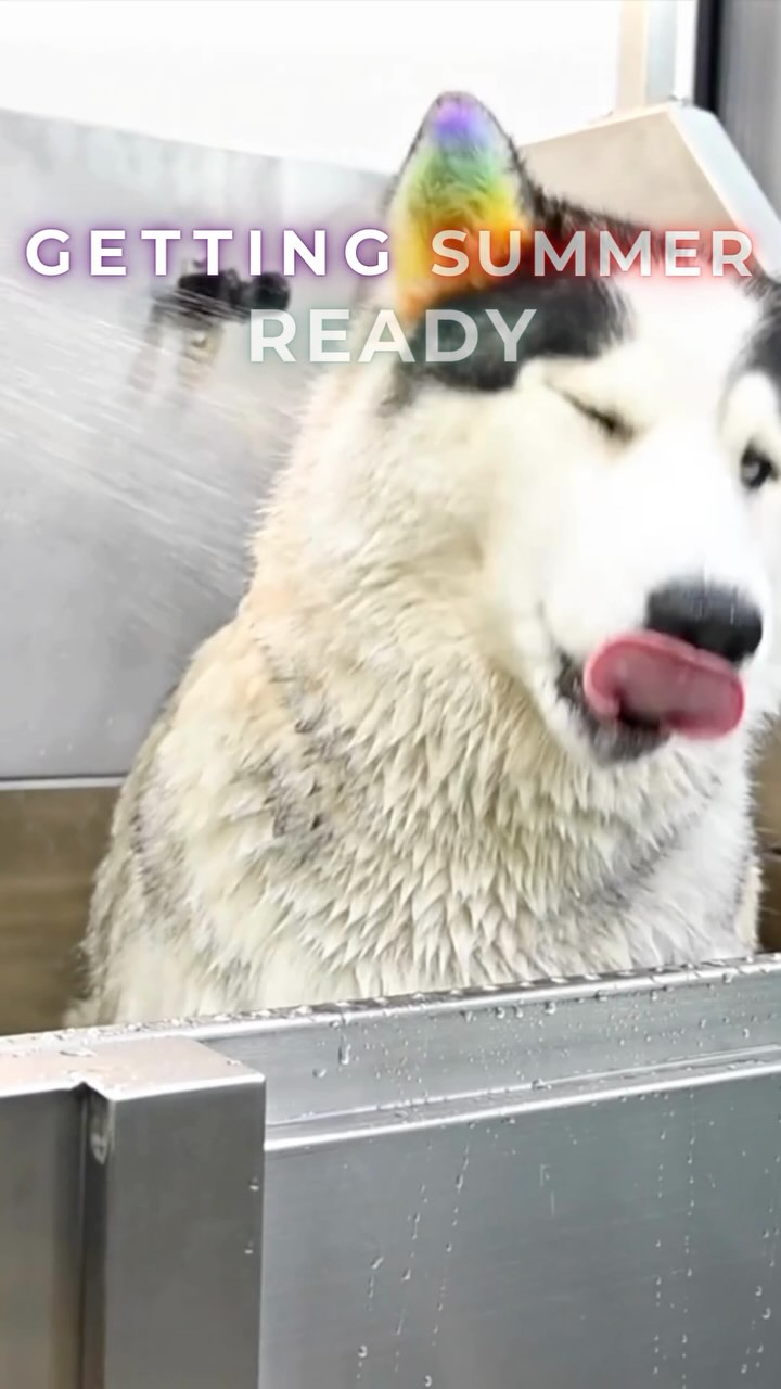 Grooming plays a very important role in maintaining the hygiene and health of a pet🐾🐶🐱
Reasons why choose Furends !
- Hygienic stations
- Best quality shampoos
- Certified Groomers
- Extra care while handling dogs and cats
#groom #huskygroom #grooming #petstudio #mumbaipetslovers #groomedwithlove #summer #instagram #bath