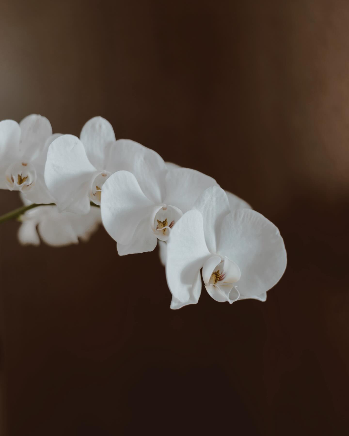 orchids //