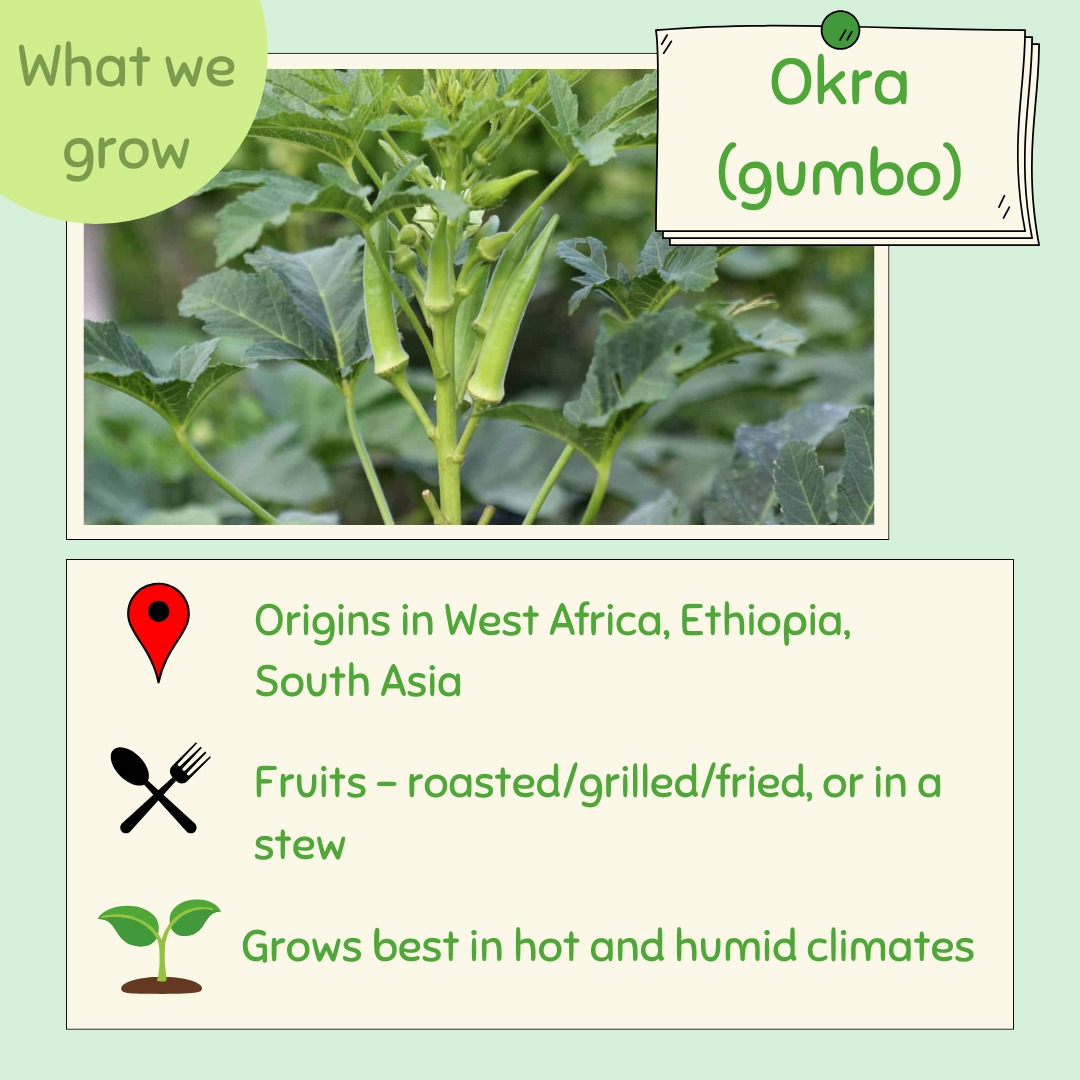 🌿 Okra: The veggie with a whole lot of flavor and texture! ✨
Known for its unique, slightly tangy taste and its signature "slimy" texture, okra is a Southern favorite that brings magic to dishes like gumbo, stir-fries, and even roasted veggies. 🌱 Rich in vitamins, fiber, and antioxidants, this humble green pod is packed with health benefits. 💪
Fun fact: Okra is often called ‘lady’s finger’ because of its slender shape. 🍃 Whether you love it or are still warming up to it, okra is a powerhouse in both flavor and nutrition! 🥄
Do you love okra? How do you enjoy it best? Let me know in the comments! ⬇️
#OkraLove #HealthyEating #PlantPower #VeggieGoodness #FarmFresh #garden #gardening #ireland #cork #corkmigrantcentre #nanonagleplace