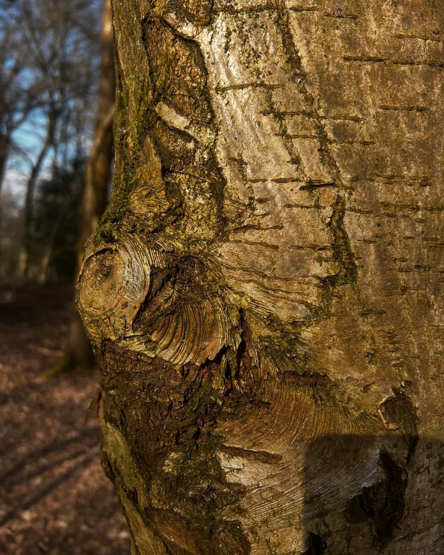 Love how the light is reflecting off this silver birch tree 🤎💙
