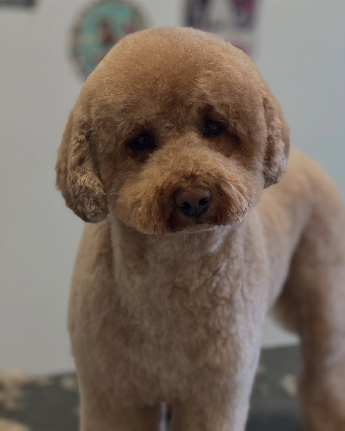 Louiša 💕
#jelenashundesalon #münchen #feldmoching #hundesalon #hundesalonfeldmoching #bayern #bayernmunich #germany #deutschland #hund #hunde #hundeliebe #hundefotografie #hundepflegen #hundeportrait #dog #dogsofinstagram #dogs #dogoftheday #doglife #pet #petlovers #groomer #grooming #poodle #poodles #zwergpudel #pudel #pudelliebe