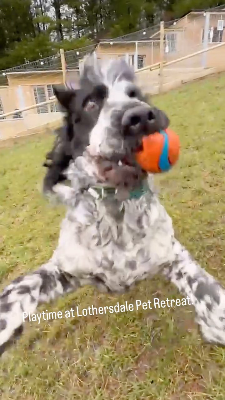 The headbutt at the end 🤣
#playtimefun #dogboarding #dogboardingbusiness #yorkshiredogs #yorkshiredogwalks #dogwalkinglife #doglover #funnydog #cockerspaniellovers