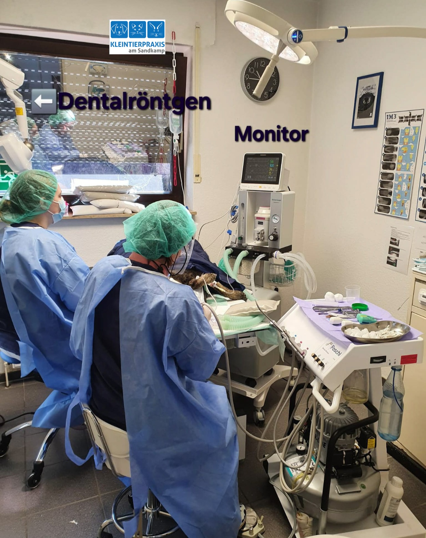 Zahnsanierung in unserer Kleintierpraxis in Vollnarkose (Inhalationsnarkose) mit Monitorüberwachung und modernster medizinischer Technik. Der Monitor unseres neuen Narkosegerätes zeigt uns die Herzfrequenz (inklusive EKG, Körpertemperatur). Zusätzlich überwachen wir die Atmung durch Messung des Kohlendioxids in der Atemluft.
Eine Mitarbeiterin überprüft regelmäßig die angezeigten Parameter, sodass wir auf Veränderungen sofort reagieren können.🐶🐕🐱🐈🦷
