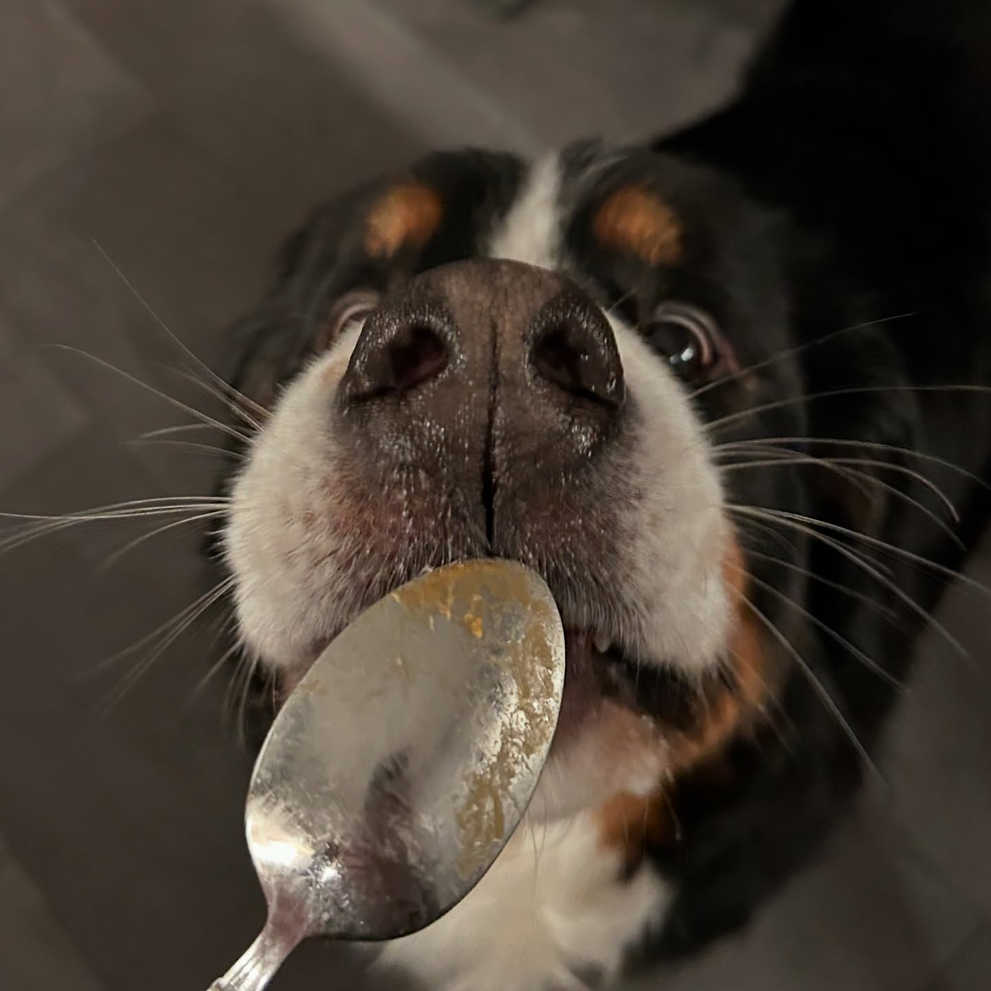 Peanut buddahhhhhh 🤤
Bert Bert takes his anxiety meds wrapped in a slice of cheese most nights, but sometimes we switch it up with a spoonful of peanut butter! Whenever Ernie has to take meds, PB or Greek yogurt tend to the trick.
Anxiety meds have made a HUGE difference for our sweet Bert. He’s been on Prozac for about 6 months and he’s much calmer and happier for it!
#bertoftheday