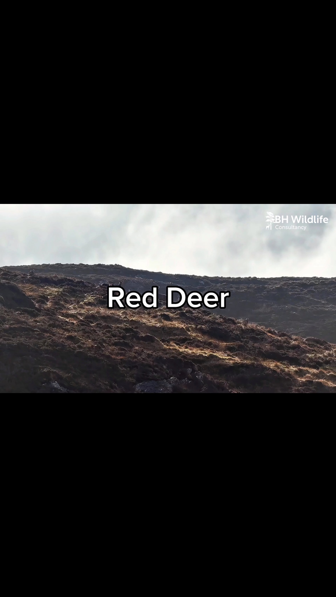 The team have been all over the UK in recent weeks to complete some of the largest landscapes covering the Dorset Sika population, Fallow in Lincolnshire and Red deer in Scotland.
In the coming weeks, we will be carrying out our last major landscapes of the season, which will take us to the Norfolk Broads, the Lake District, and back to the Highlands.
This video captures a group of hinds and a stag during a recent large-scale survey in North and West Scotland.
#bhwildlifeconsultancy #BHWC #reddeer #highlandsofscotland #drone #dji #dronephotography #dronestagram #drones #droneoftheday #dronelife #djiglobal #aerialphotography #nature #djimavic #dronepilot #dronevideo #droneshots #dronefly #landscape #aerial #matrice