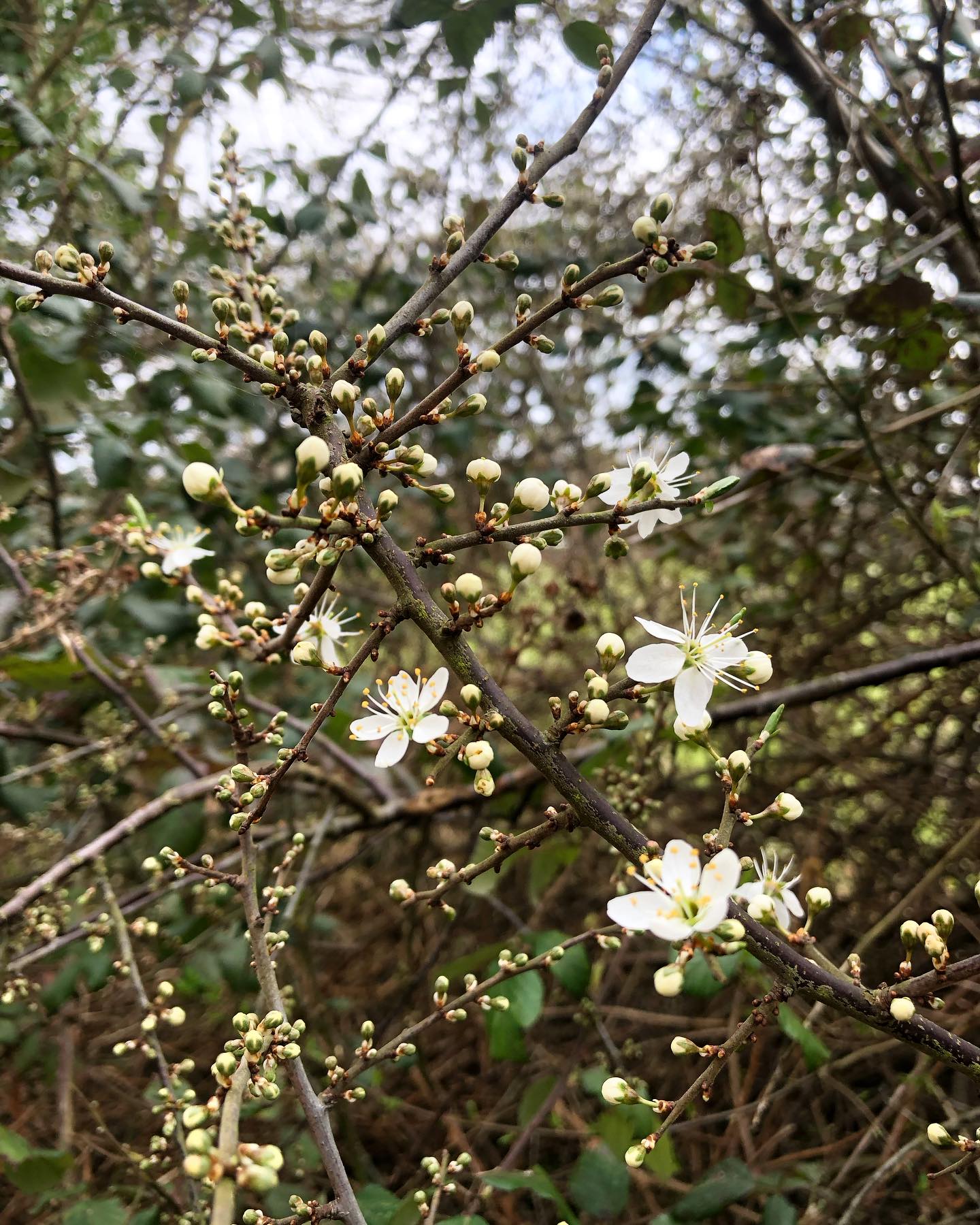 Welcome Spring you little beauty!! 😍
We’ve got blossoms, buds, catkins and wild garlic and so much brilliant lovely stuff to come 💚🌸
Here’s to having everything to look forward to! X
.
#spring #spring2025 #blossom #blossomnecklace #flowernecklace