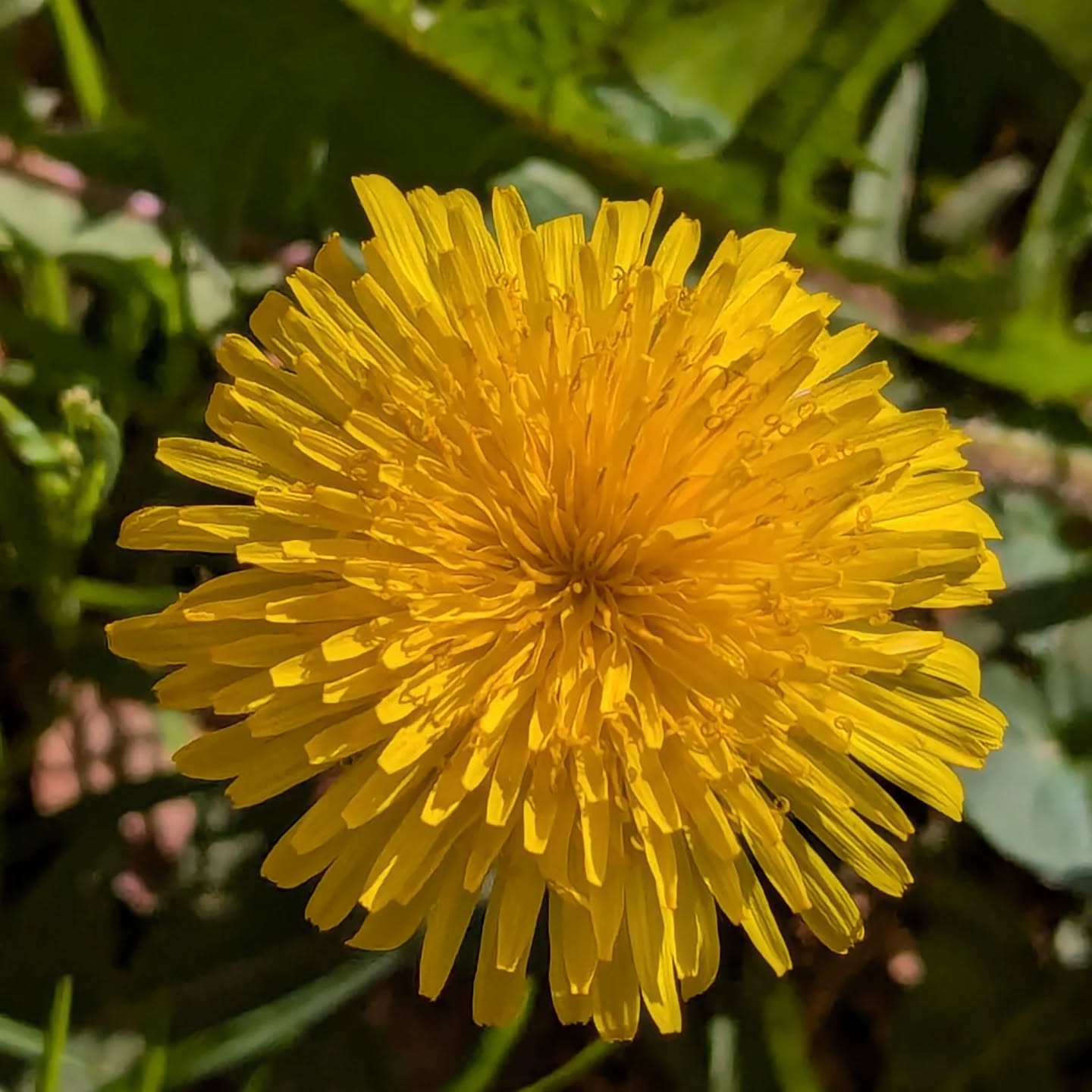 Found a little ray of sunshine right here in Charlotte! This dandelion is a perfect example of spring's simple charm. The intricate beauty up close... Seriously, the details are incredible! Anyone else getting lost in the little things this season?
#springmagic #springhassprung #dandelions #yellow #yellowflowers #CharlotteNC #naturephotography #springvibes #dandelion #springdetails #naturecloseup #springblooms #naturelovers #bloom #springtime