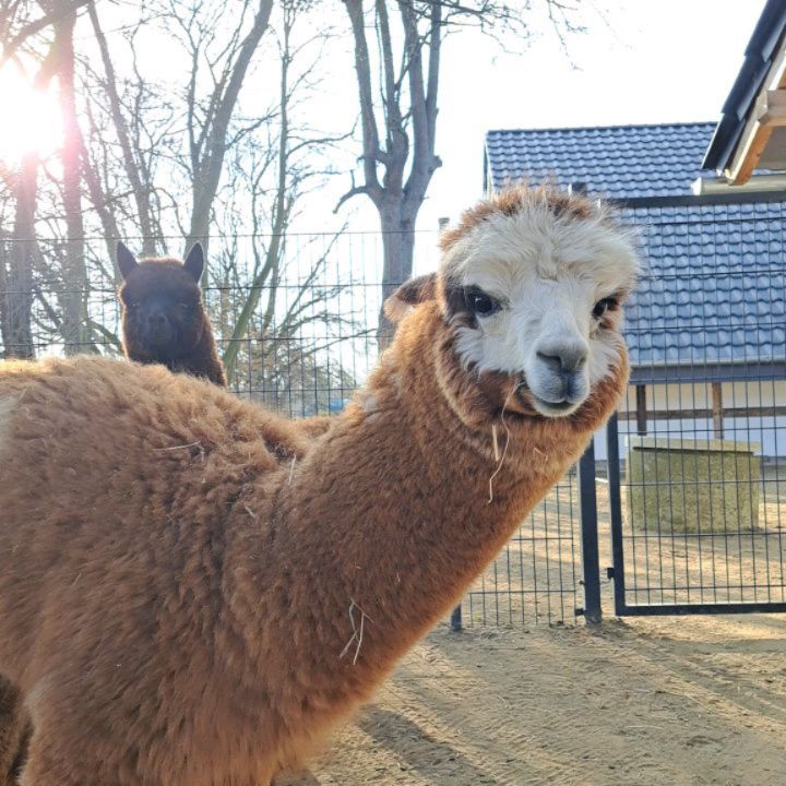 Was unsere kleinen Teenies so treiben...sie erkunden die Welt, toben, raufen sich und spielen miteinander. Niedlich anzusehen, wie sie abends zusammen durch den Paddock hüpfen. Danach sind die Drei müde und können ins Bettchen gebracht werden. 😄