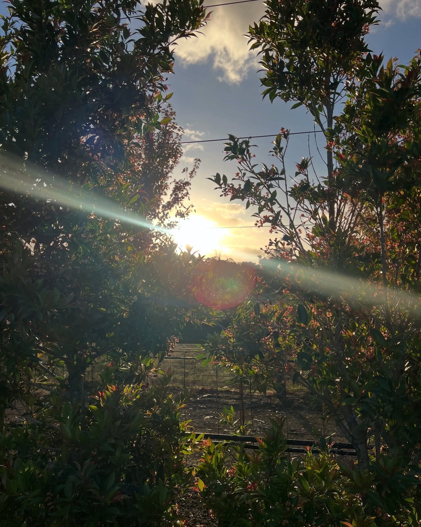 That autumnal glow sweeping through the nursery in the early hours of the morning 😍✨☀️
The Peninsula finally got a little bit of rain over the weekend, a much needed reprieve from the long hot days that we’ve been getting!! So happy for every little drop.
Here’s to a great week of growing and hopefully more rain down south 🤞🌧️🌿
.
.
.
.
#plantlover #australiannursery #australianlandscaping #landscapingdesign #horticulturelife