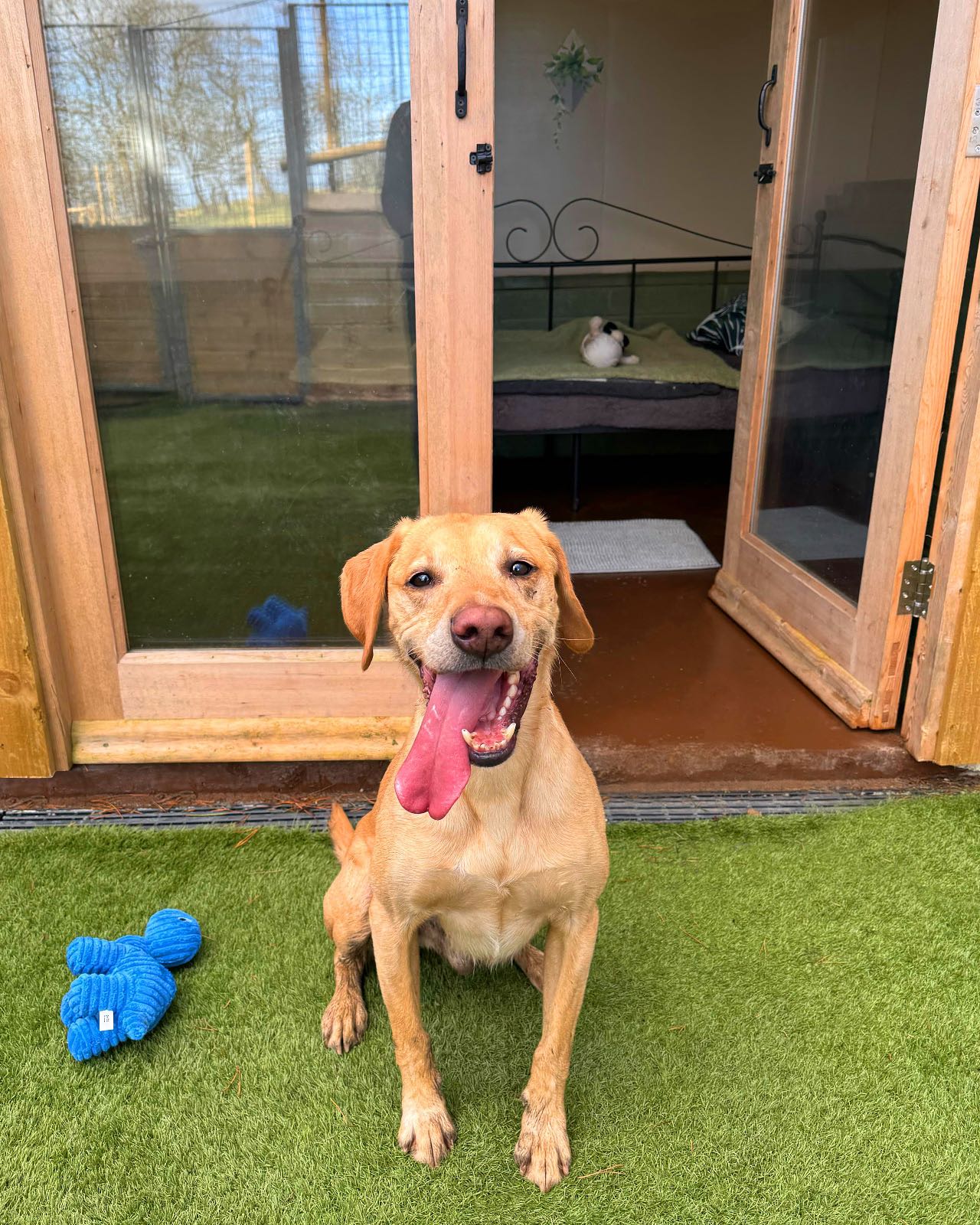 Some recent faces! 🐶🐾
#doglovers #dogboarding #dogsholiday #yorkshiredogs