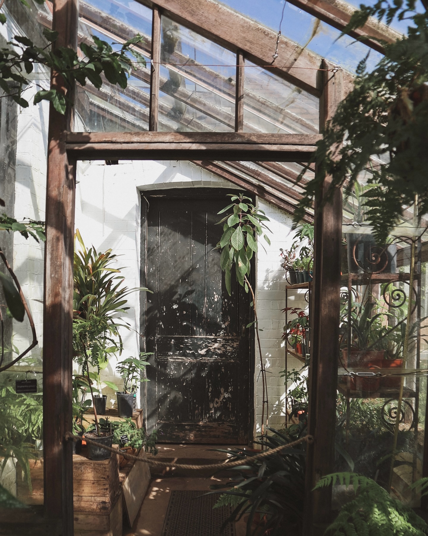 Among ancient walls and medicinal roots 🌿
Our @bordehillgarden team took a trip to the beautiful @chelsea_physic_garden - a place steeped in botanical history and brimming with plant wisdom. Founded in 1673, this extraordinary space is home to over 4,500 medicinal, edible, and useful plants from around the world.
As we walked the same paths once trodden by 17th-century herbalists, it was a reminder of the enduring bond between people and plants and the stories still growing from their roots.
#ChelseaPhysicGarden #BotanicalHeritage #PlantFolklore #NatureWisdom #EarthCapture #WildernessCulture #MedicinalPlants #HorticulturalHistory