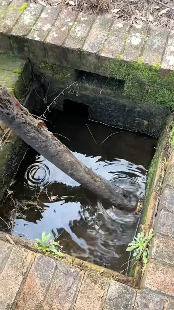 TREE ROOTS#ngoplumbing