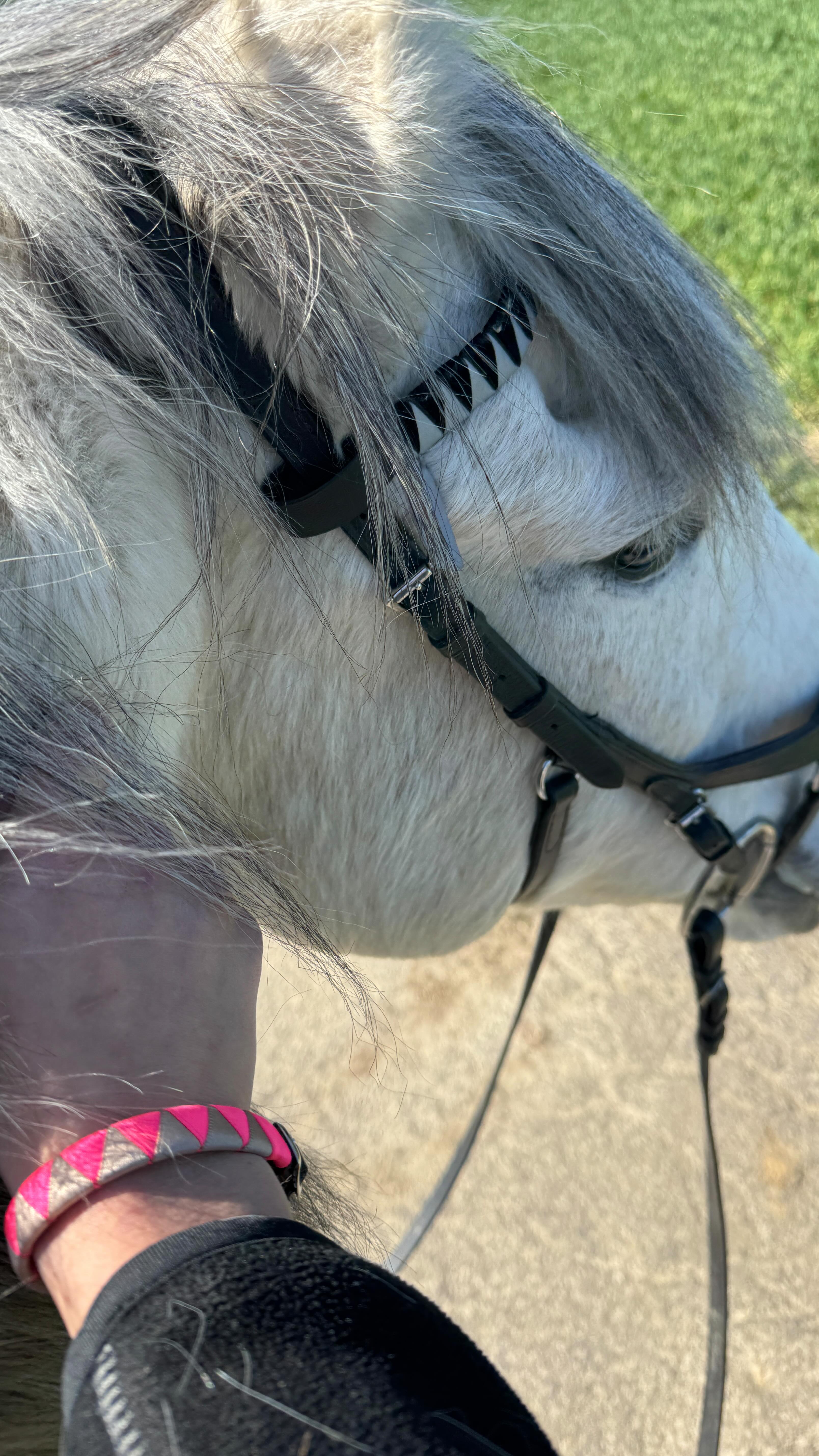 Was gibt’s Schöneres? ☀️ 🦄 🐕 🌸
Und natürlich trägt die ganze Crew das Zickzack-Muster ❣️
Stirnriemen, Hundehalsband & Armband, wie immer alles Handmade mit viel Liebe!
www.happy-jumper.com
#horsefashion #matchymatchyoutfit #stirnriemen #halsband #inspo #style #onlineshop #handmade #foryou #foryourhorse #foryourdog