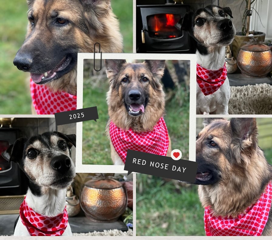 #rednoseday
The Mogwai mayhem division are wearing their very finest Red Nose Day bandanas #comicrelief #comicreliefdogs