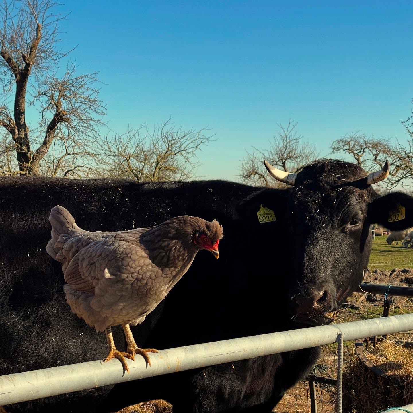 Nala en mevrouw Kip (met groene eitjes) hebben zin in de zomer