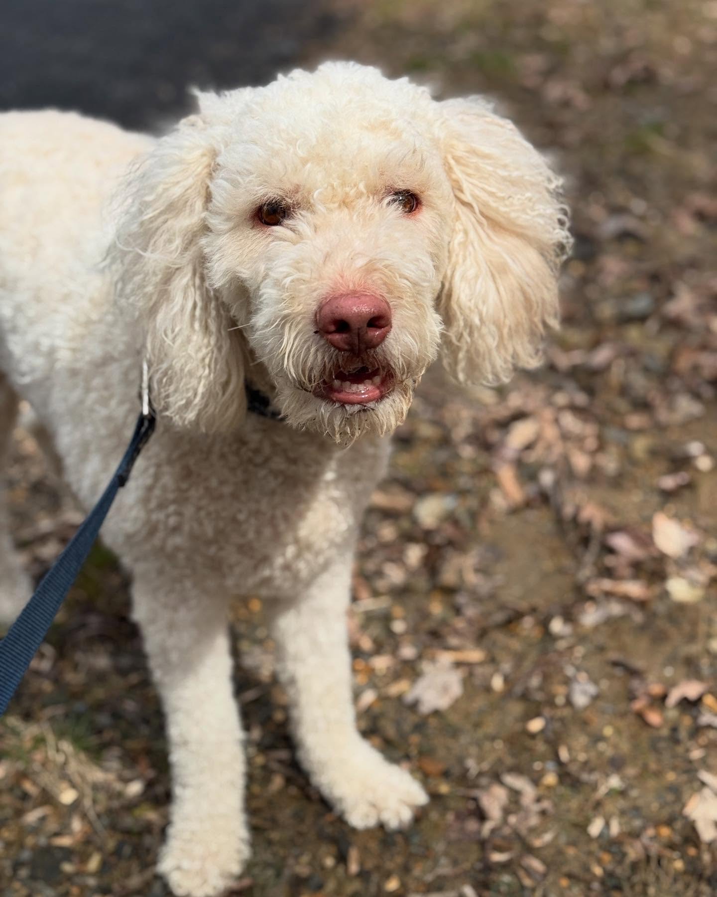 Out for a walk with Sir Topolino this morning.Look at that happy,content face!
#delawaredogs #dogsofdelaware #dogwalks #thursday #kennettsquare