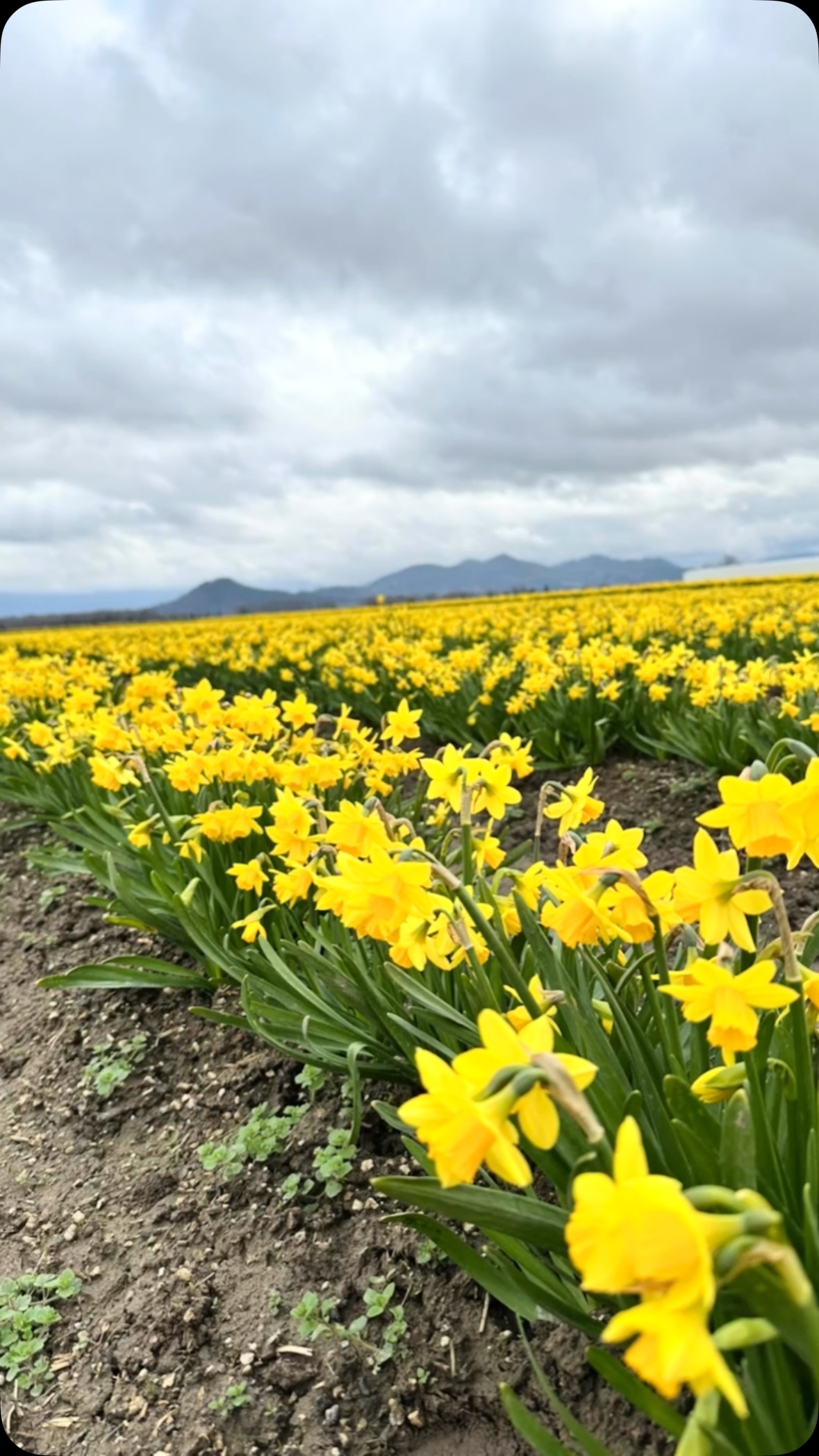 What a special first day of spring with our family @roozengaarde!!!
