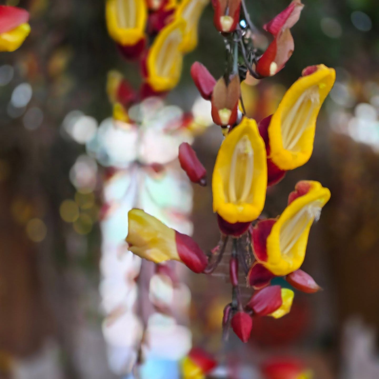 Já conhece o Sapatinho de Judia?
Aqui no San Benedetto temos um jardim lindo e com um visual fantástico da nossa flor.
Também é um Jardim Petfriendly onde seu animalzinho de estimação é muito bem vindo. Ah, o grandão também rsrs
Então? Ficou curioso? Vem conhecer e tirar uma linda foto no nosso Jardim
#gonçalves #goncalves #serradamantiqueira #sapatinhodejudia #pedradobau #saobentodosapucai #paraisopolismg