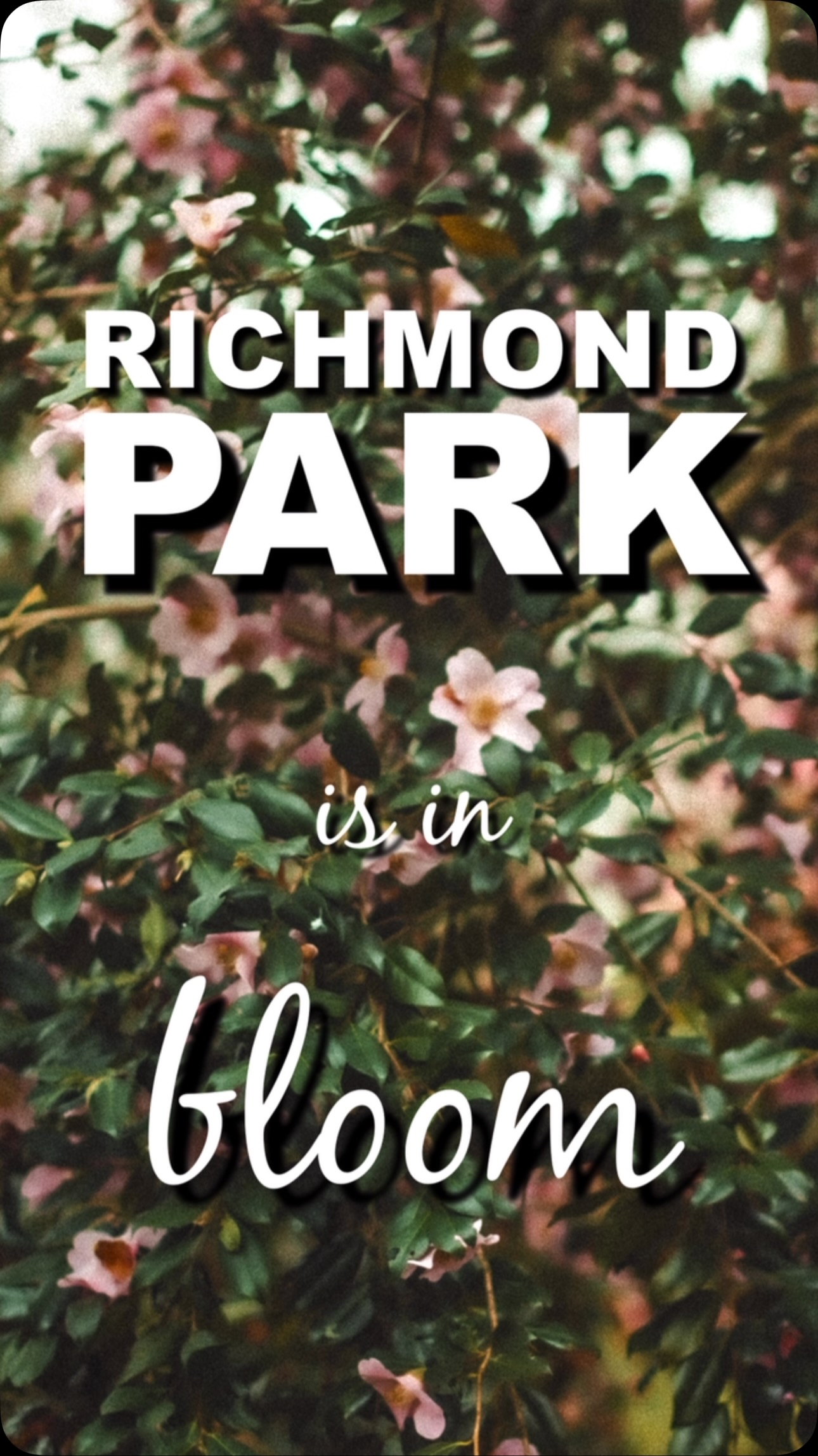 Spring has arrived, and Richmond Park is bursting with color! #Looking for stunning spring photography in Richmond Park? Letโs create something magical together! ๐ฟโจ๐ Book your session today at www.mypersonalphotographer.co.uk #RichmondPark #LondonPhotographer #SpringPhotography #RichmondParkInBloom #OutdoorPhotoshoot #NaturalLightPhotography #CherryBlossomPhotography