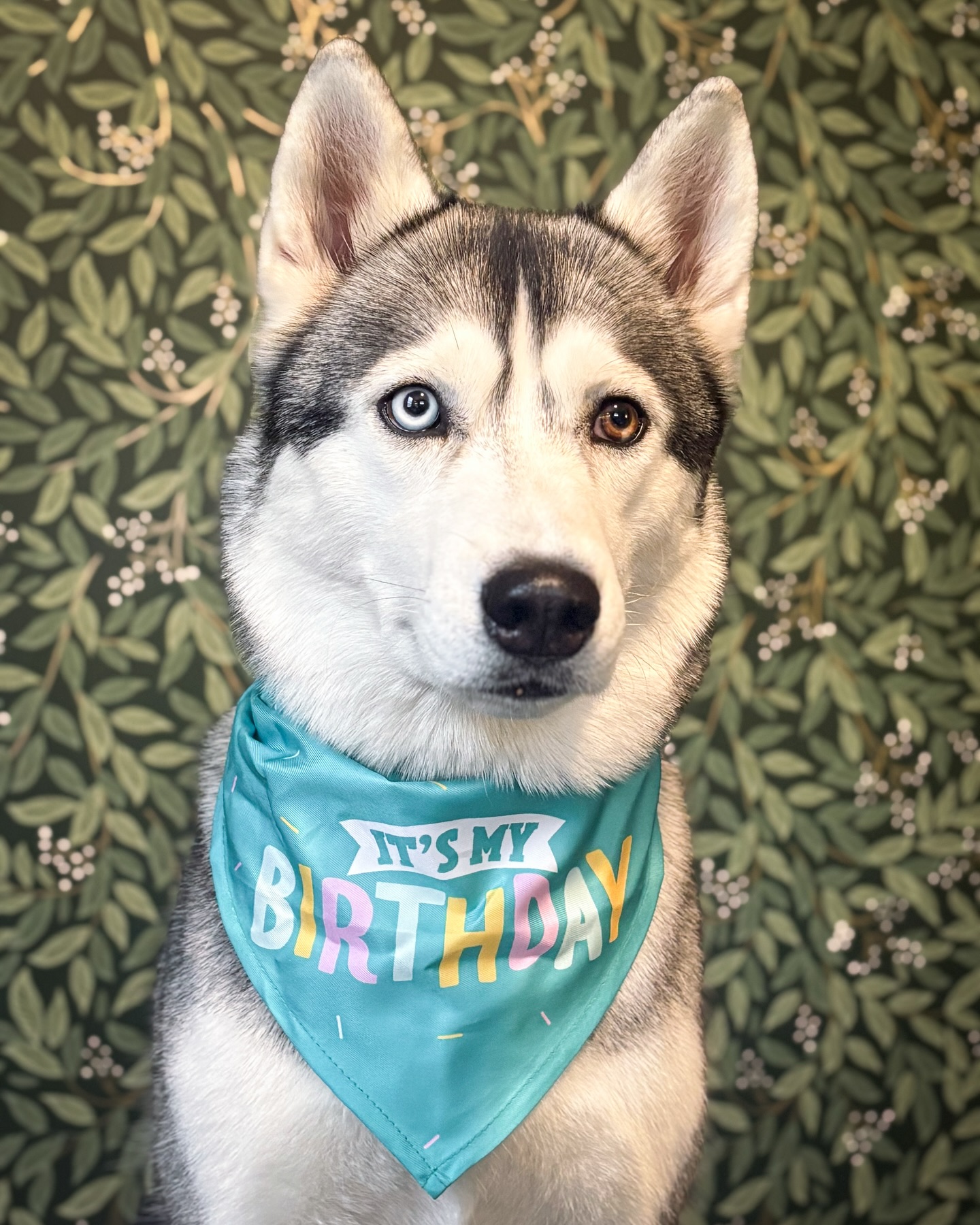 Happy 3rd Birthday, Freya!
Hard to believe you’re already three—the time passes so quickly! You’ve been the best cuddle bug, best first show dog, and an awesome partner on the trails. Here’s to many more years of adventures!