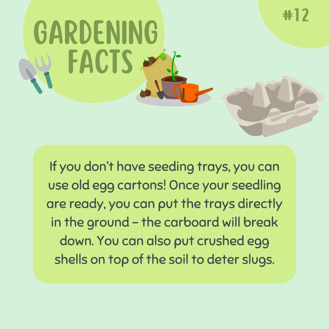 🌱 Did you know you can easily start your garden using an egg carton? 🥚 If you don’t have seed trays, don’t worry! Just grab an empty egg carton, fill each compartment with soil, and plant your seeds. It’s a great, eco-friendly alternative that helps you reuse and reduce waste. 🌍💚
The cardboard is biodegradable, so once your seedlings are ready to transplant, you can plant the whole carton directly into the ground! 🌿 It’s perfect for small spaces, and the sections help keep your seeds organized while they grow. Plus, it’s a fun and creative way to start your gardening journey! 🌻
Give it a try next time you’re planting – your future garden will thank you! 💚 #GardeningTips #EcoFriendly #PlantInEggCarton #GrowYourOwn #corkmigrantcentre #nanonagleplace #ireland #garden #gardening #cork