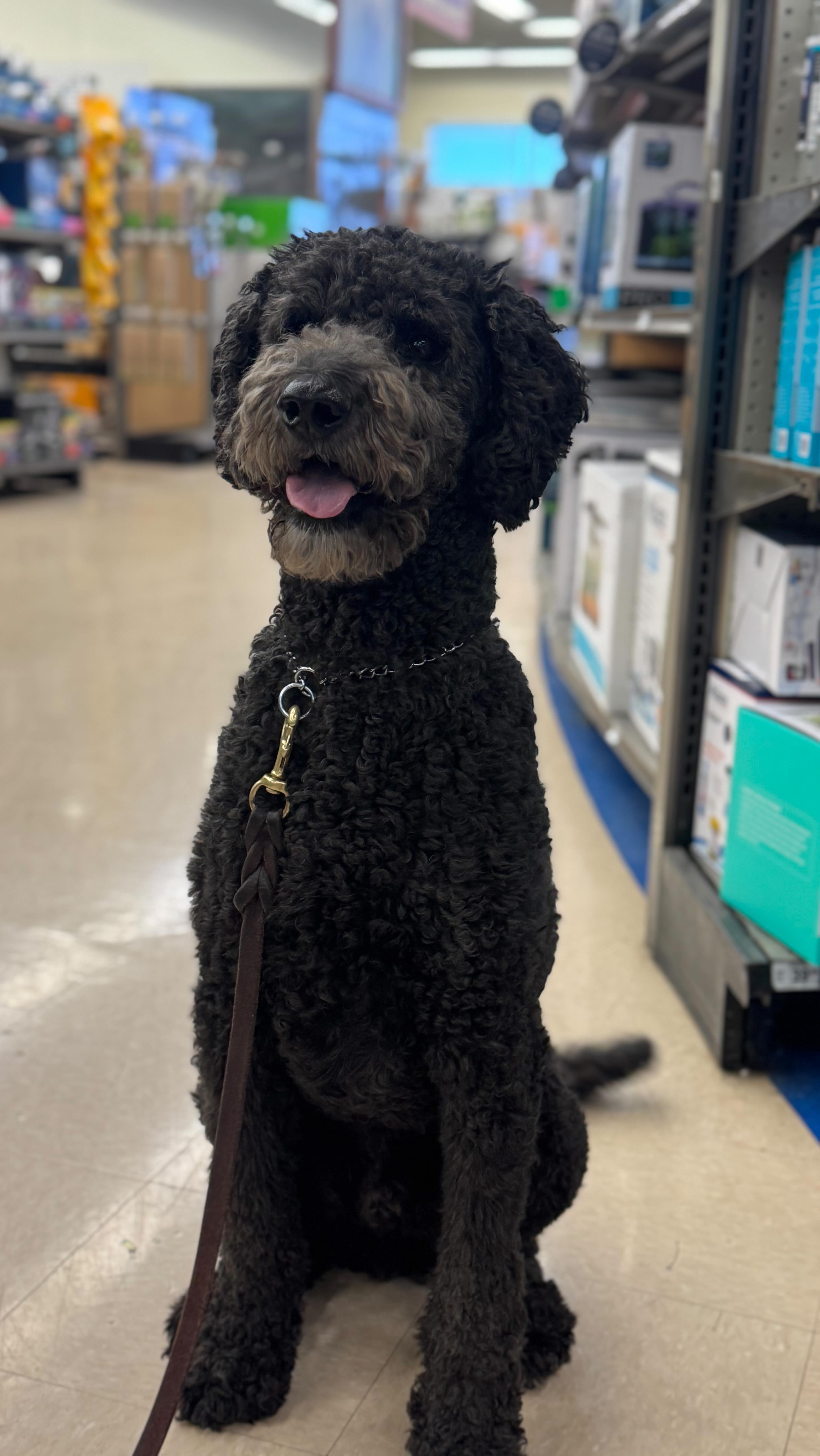 ⚔️ Buddy just wrapped up his 3-week Board & Train program with an AWESOME final lesson!
🐾Our Board & Train programs aren’t just about training your dog—we make sure YOU feel confident and in control before your dog comes home! That’s why we include owner education updates throughout the program and finish with a hands-on lesson where you’ll master all the skills needed for long-term success.
Want a well-trained dog AND the knowledge to keep it that way? Book a free consultation today and let’s get started! ⬇️
📞830-465-4100
🌐www.xcaliberk9.com
#dogtraining #k9ltw #dogobedience #pettraining #k9warriors #k9training #dogsofinstagram #k9ltw #dogoftheday #summervibes #petstagram #petlovers #dogsofsatx #dogsofsanantonio
#doglover #trainyourdog #k9