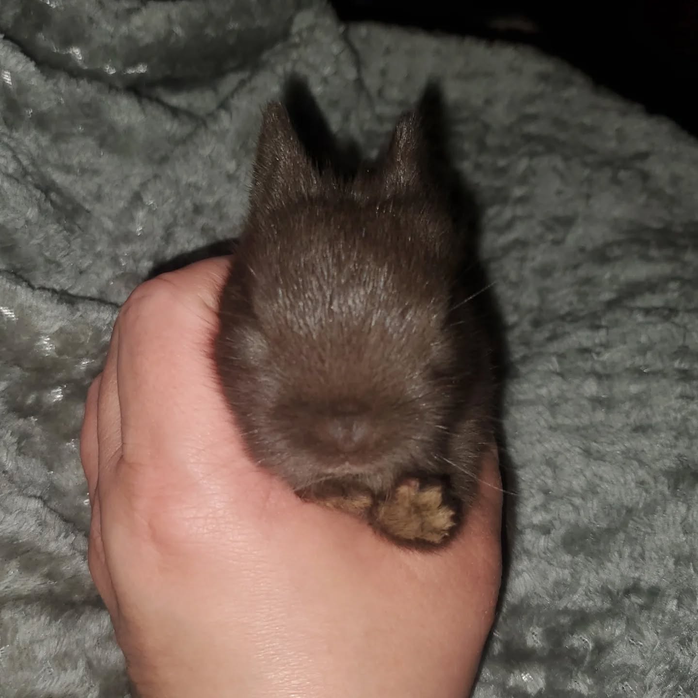 Look at that tiny little paw! 2 week old Polish kit.
www.mysticmoonlightfarm.com
#mysticmoonlightfarm #mysticmoonlightrabbits #rabbitbaby #rabbitkits #rabbits #rabbitlitter #polishrabbit #rabbitry #rabbitbreeder #rabbitsofinstagram #bunnylovers #bunnylife #bunniesofinstagram