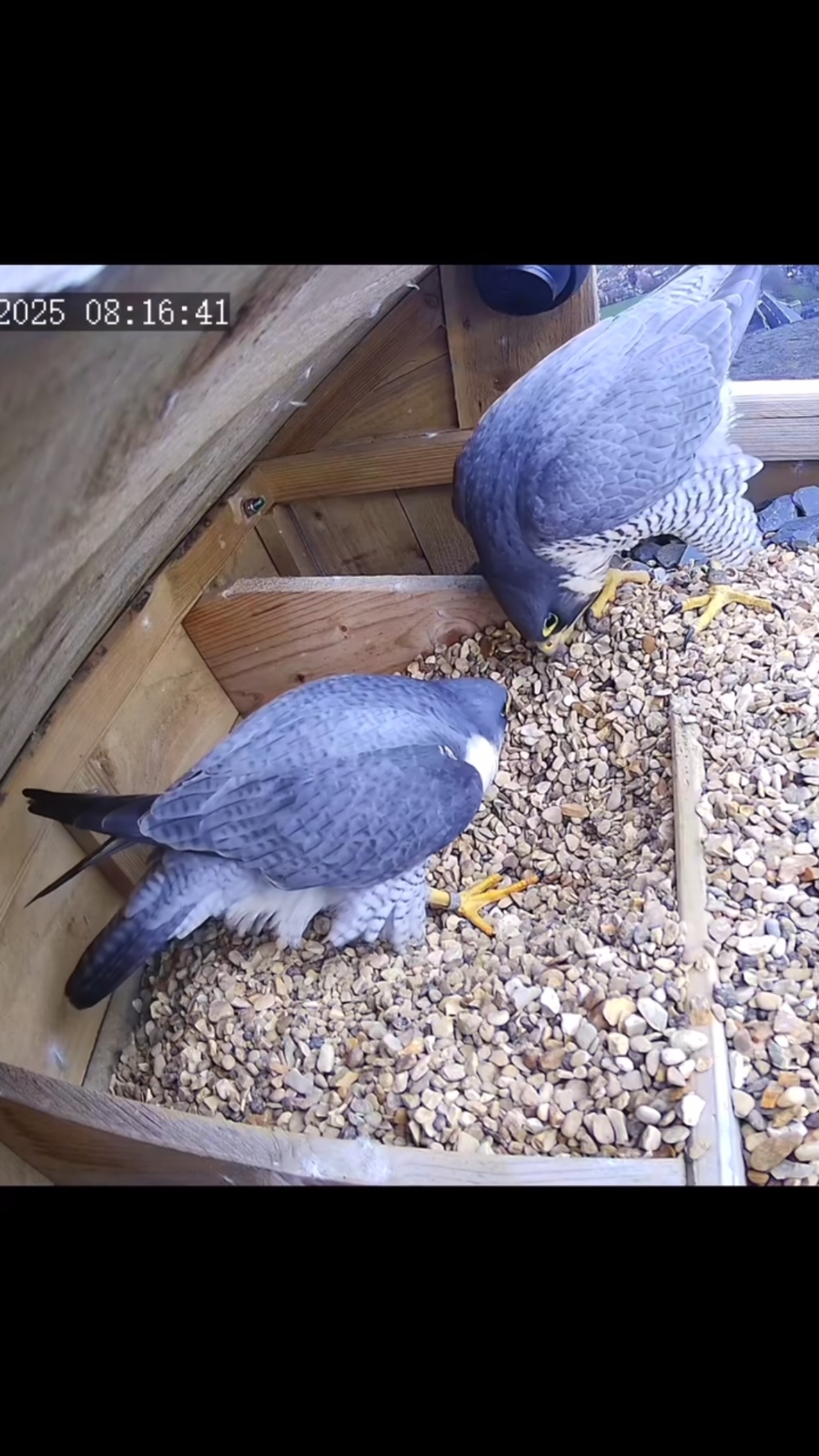 Lister Mills Peregrine cam is now live! Check our website for a live view from the nestbox.
#falcon
#peregrine
#live