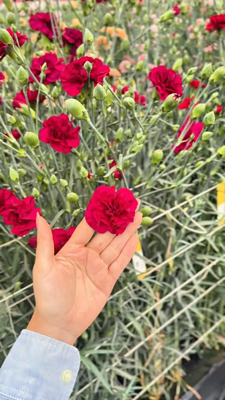 Dianthus week in Colombia
#breiercross
.
.
.
.📷 @goldenflowersmia