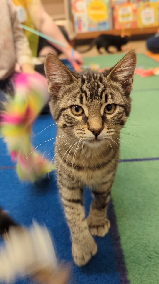 It was a PURR-fect day when Elissa's kittens came for a visit! Thank you so much to the Victoria Humane Society and all of our generous parents for another amazing community project! Until next year 🐾💙