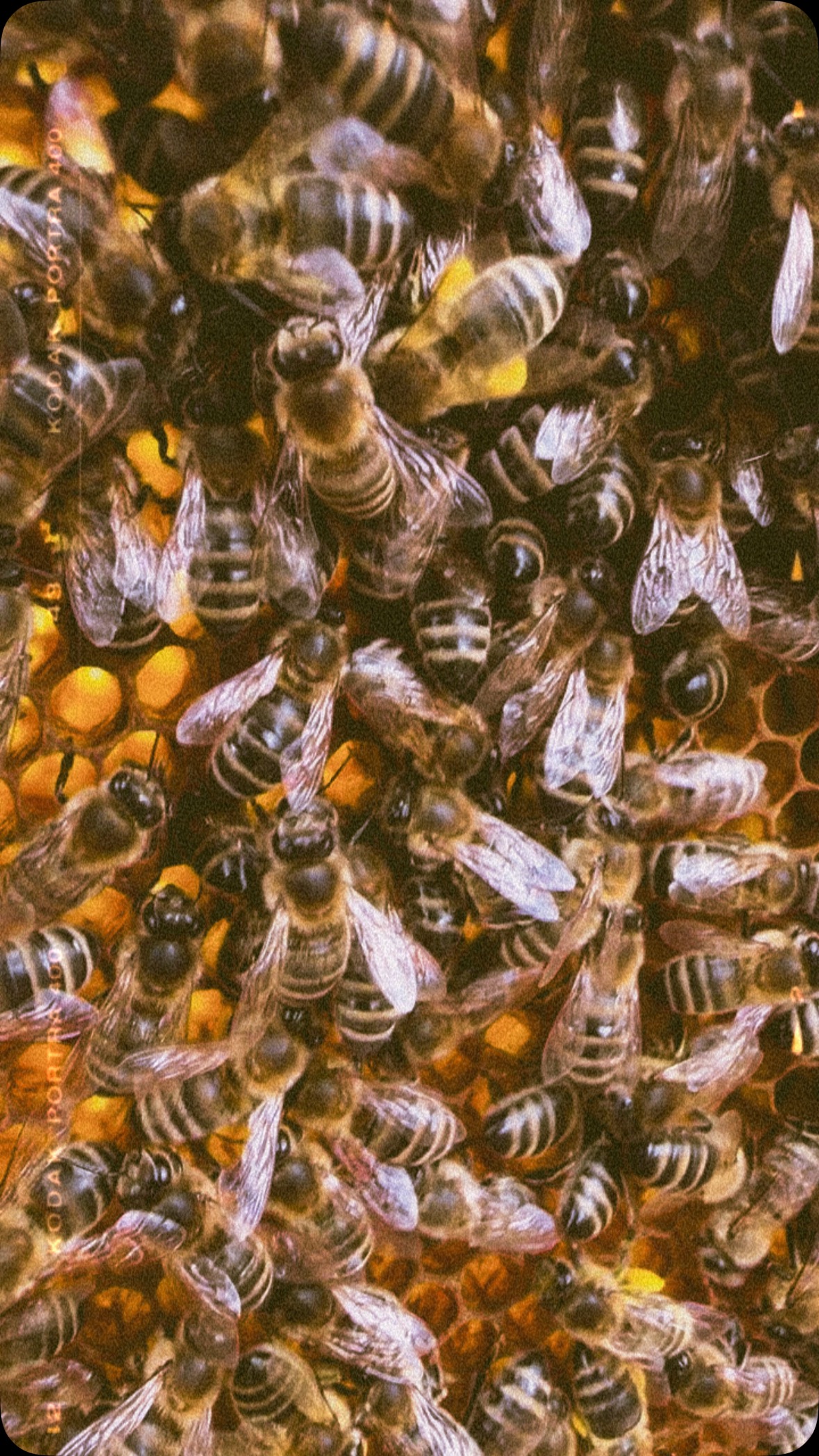 I see gold in the air 💛
Frühjahrsrevision erfolgreich abgeschlossen – wir sind mehr als zufrieden! Das wird ein großartiges Bienenjahr. 🐝✨🤞
Frühjahrsrevision - Was ist das? Wir haben einen Blick in die Beuten geworfen, eine Futter- und Brutkontrolle gemacht und alte, leere Waben entnommen.
#Honig #Imkerei #Bienenliebe #RegionalerHonig #EchterHonig #Naturprodukt #bioimkerei #Frühjahrsrevision #NachhaltigGenießen #direktvomimker #honigausösterreich #honigausderregion #honey #biohonig #honigbiene