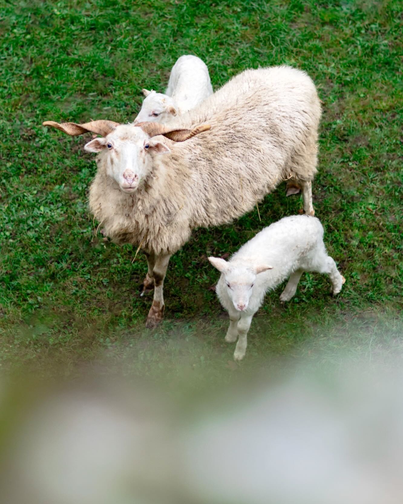 Nos figurants préférés lors de vos tournages au domaine.
Notre troupeau en éco-pâturage est présent toute l’année dans le parc et regarde toujours d’un œil curieux les différentes activités qui s’y déroulent, tournages historiques comme séminaires d’une journée.