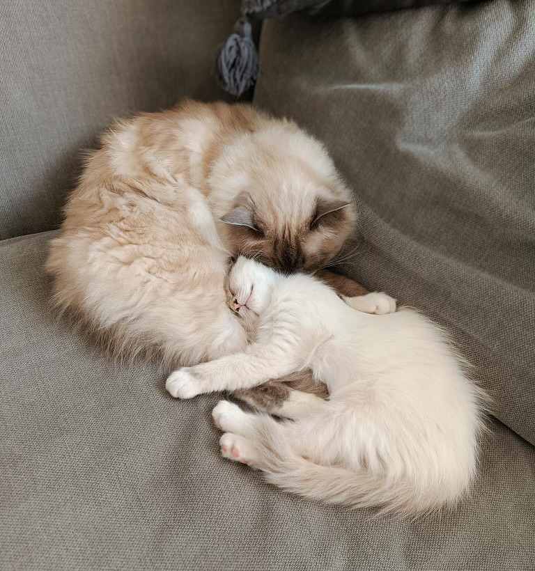 Sugar Belle’s Idris & Kiwi enjoying a nap together ❤️
Thanks for this update @jennysjolinder 😍