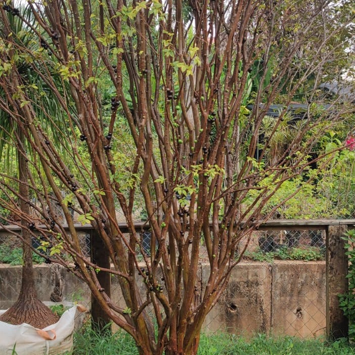 Jabuticabeira com jabuticaba